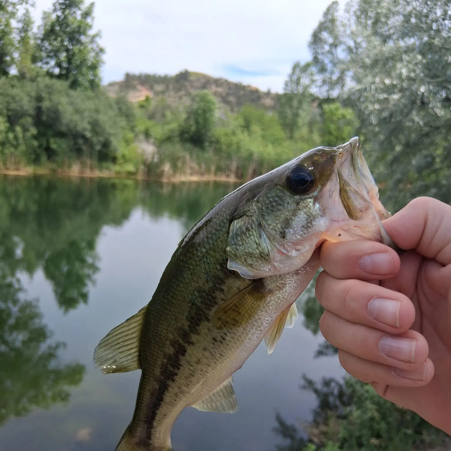 Largemouth bass caught on Fishbrain