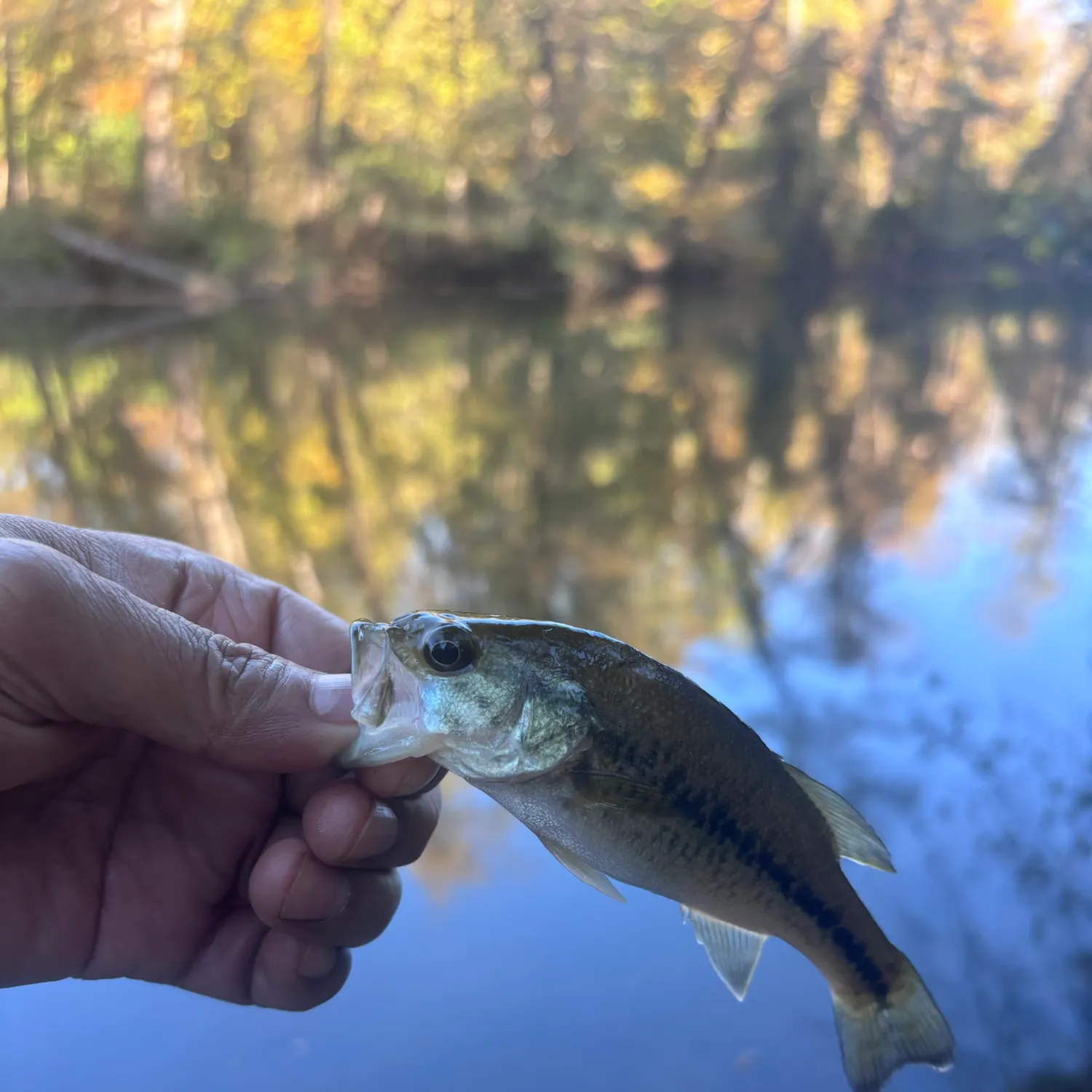 Largemouth bass caught on Fishbrain