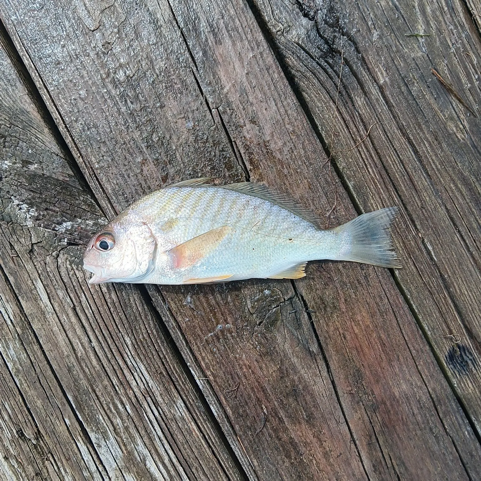 Spot croaker caught on Fishbrain