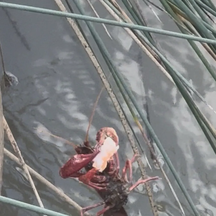 The most recent Red swamp crayfish catches on Fishbrain