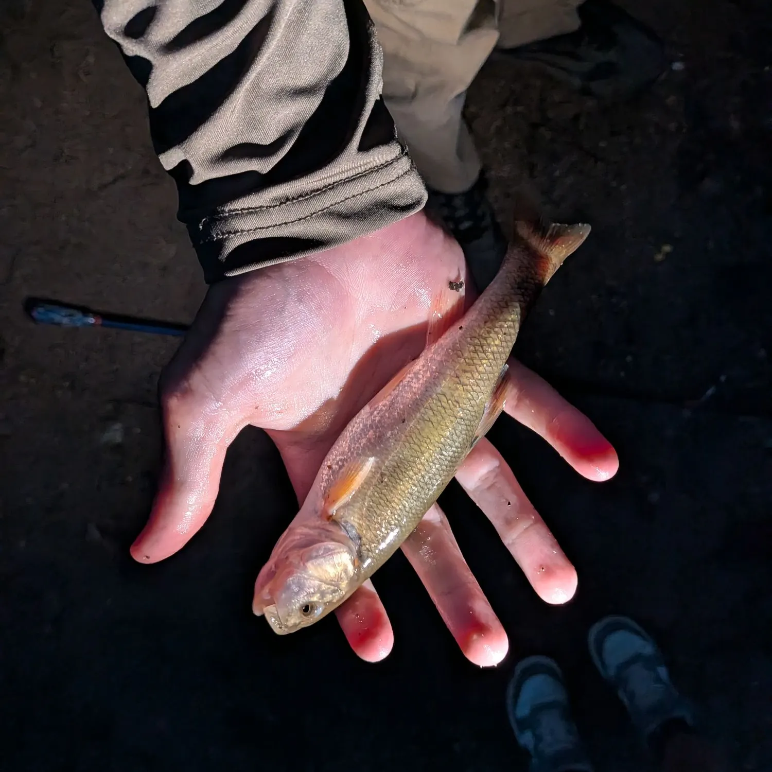 Creek chub caught on Fishbrain