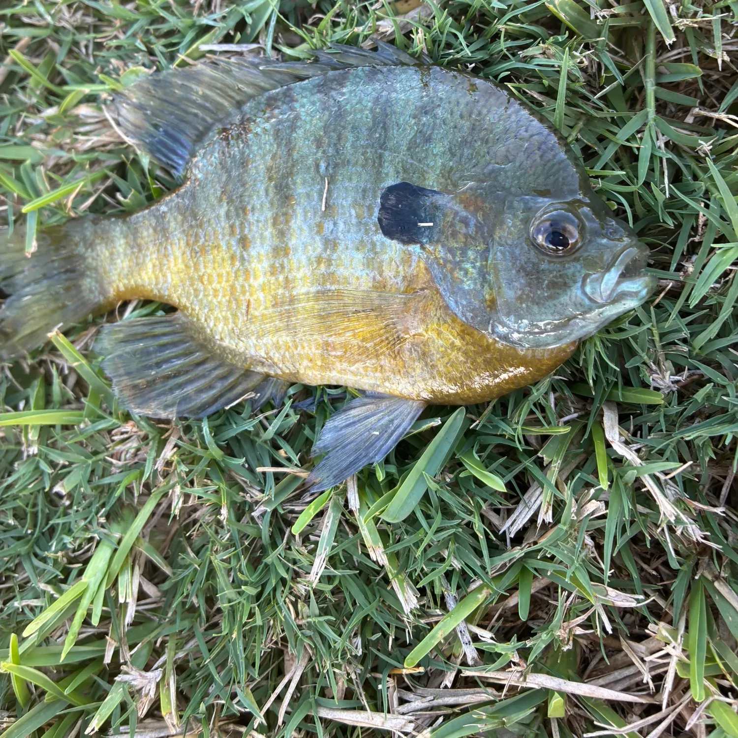Fish caught on Fishbrain