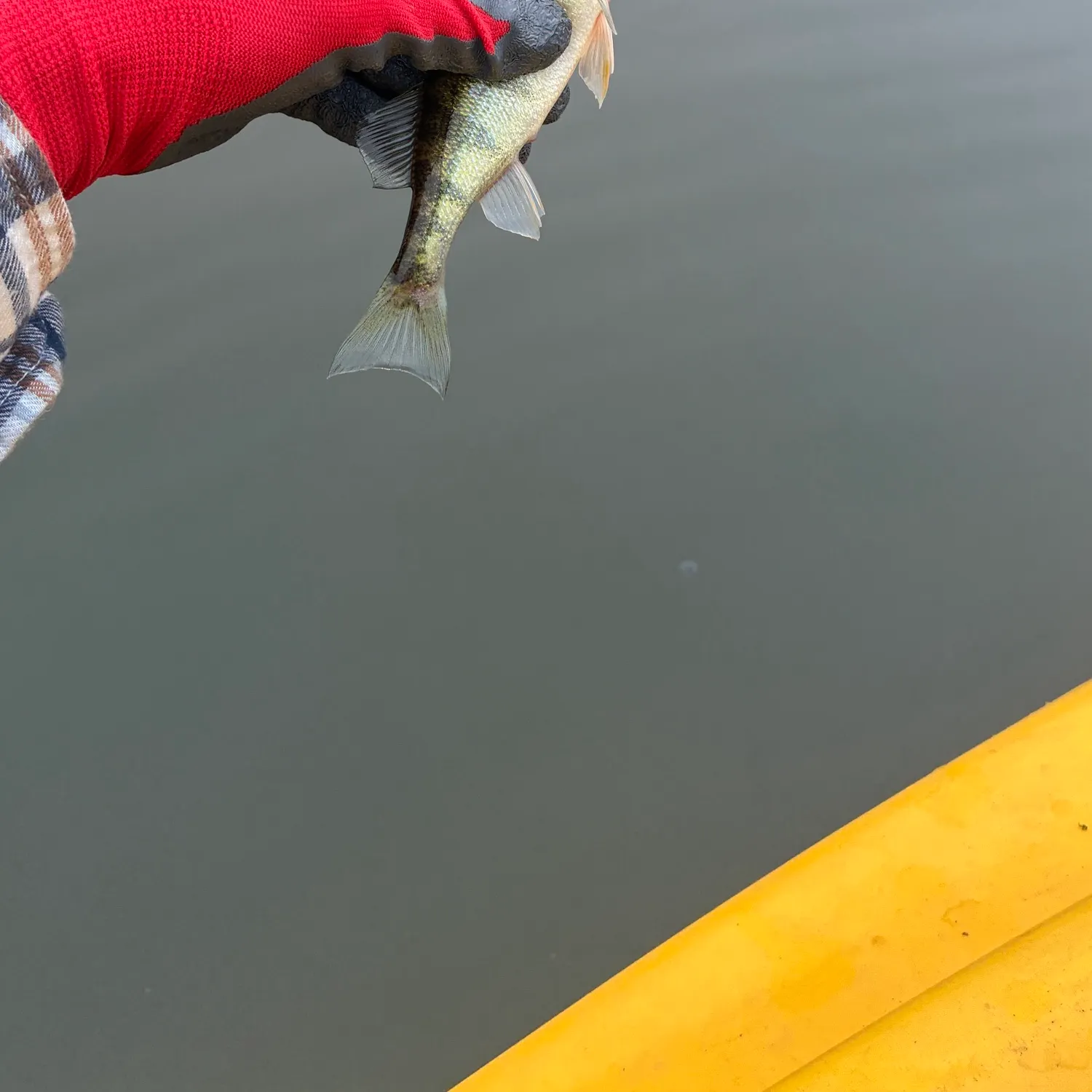 Yellow perch caught on Fishbrain