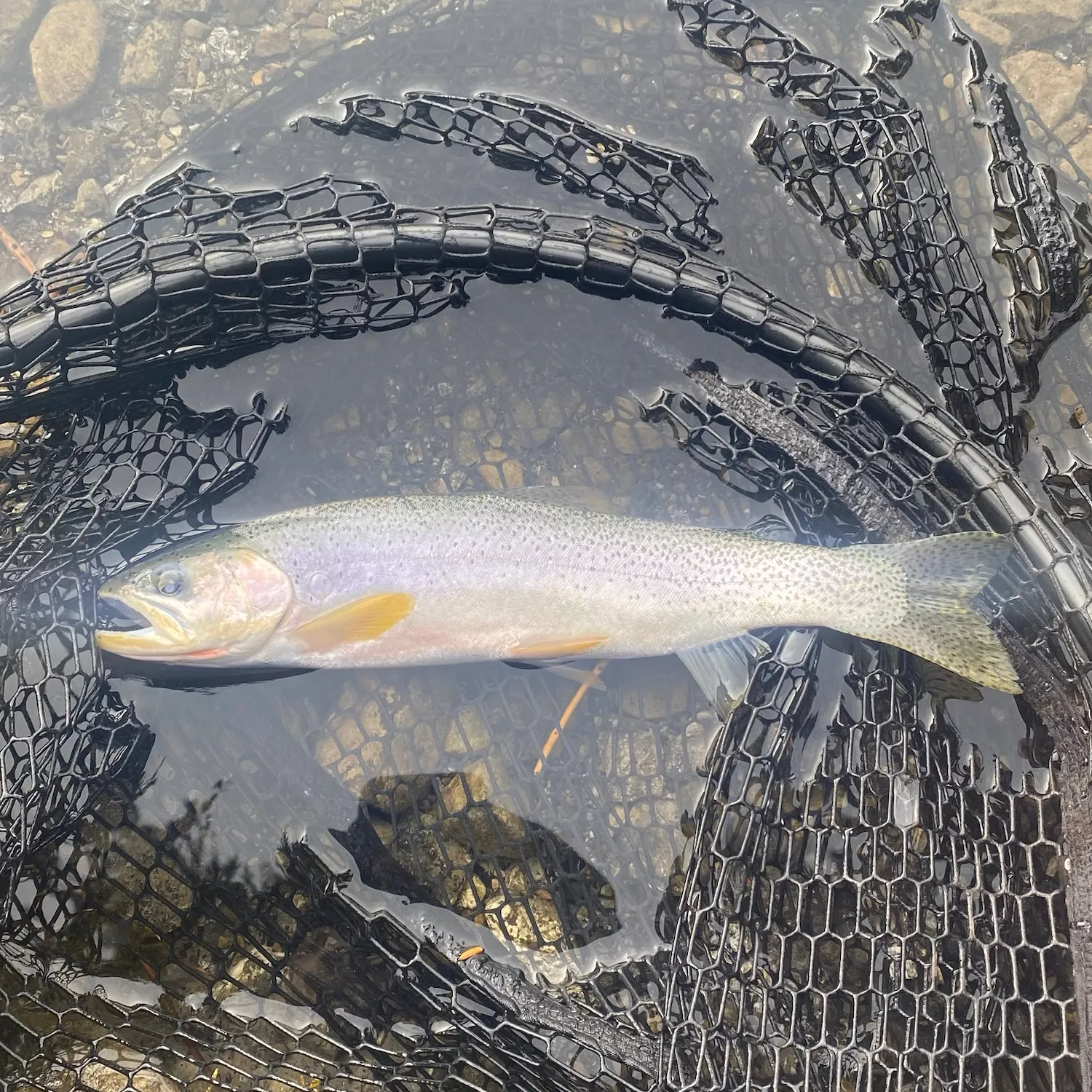 The most recent Westslope cutthroat trout catches on Fishbrain