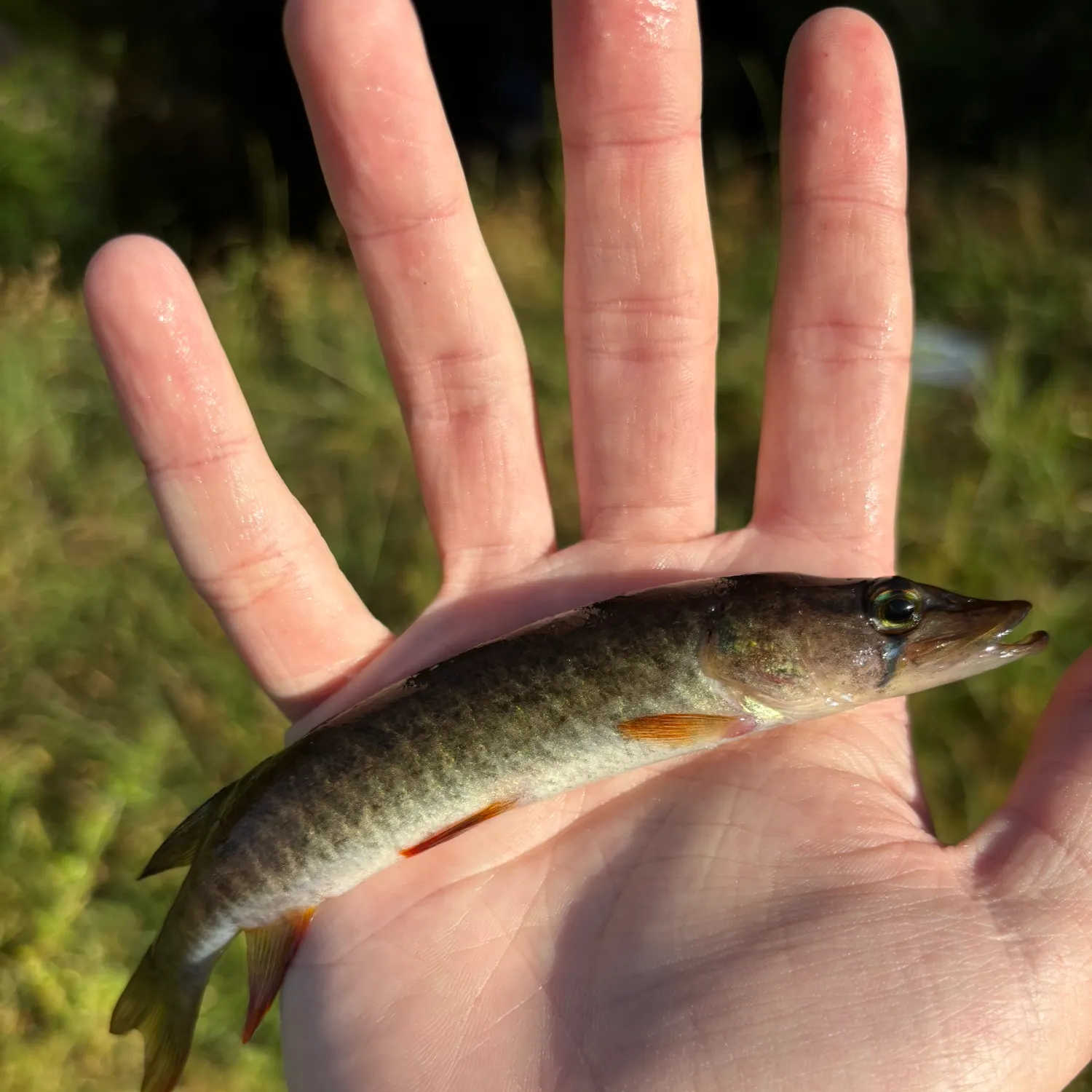 The most recent Redfin pickerel catches on Fishbrain