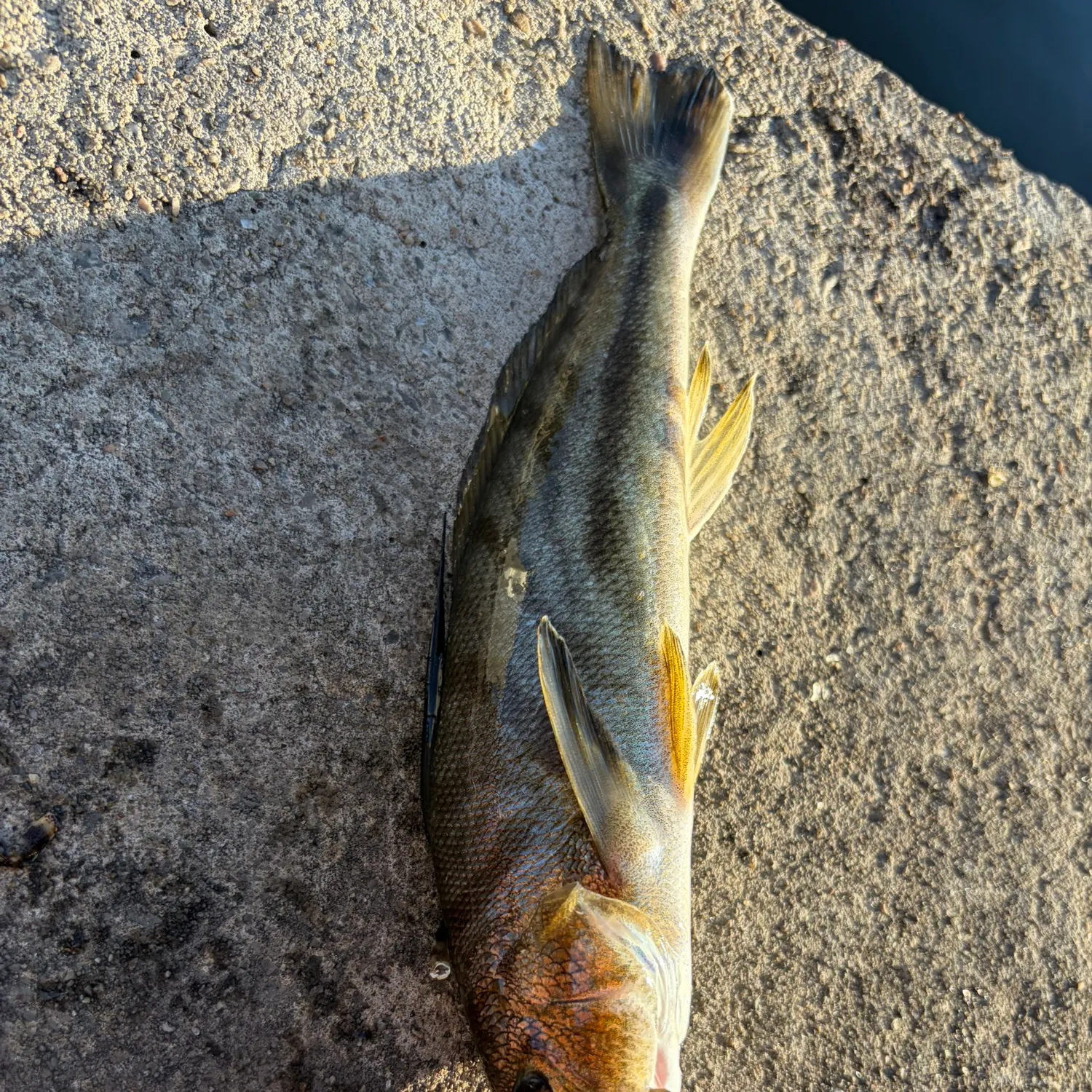 The most recent Northern kingcroaker catches on Fishbrain