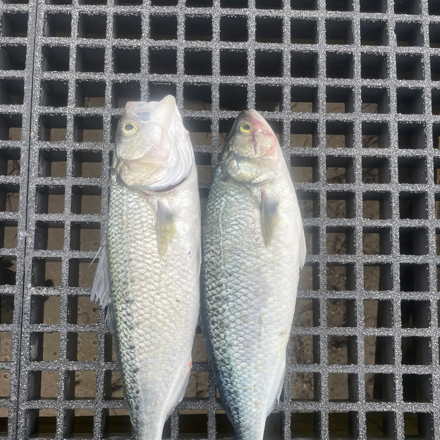 The most recent Eastern Australian salmon catches on Fishbrain