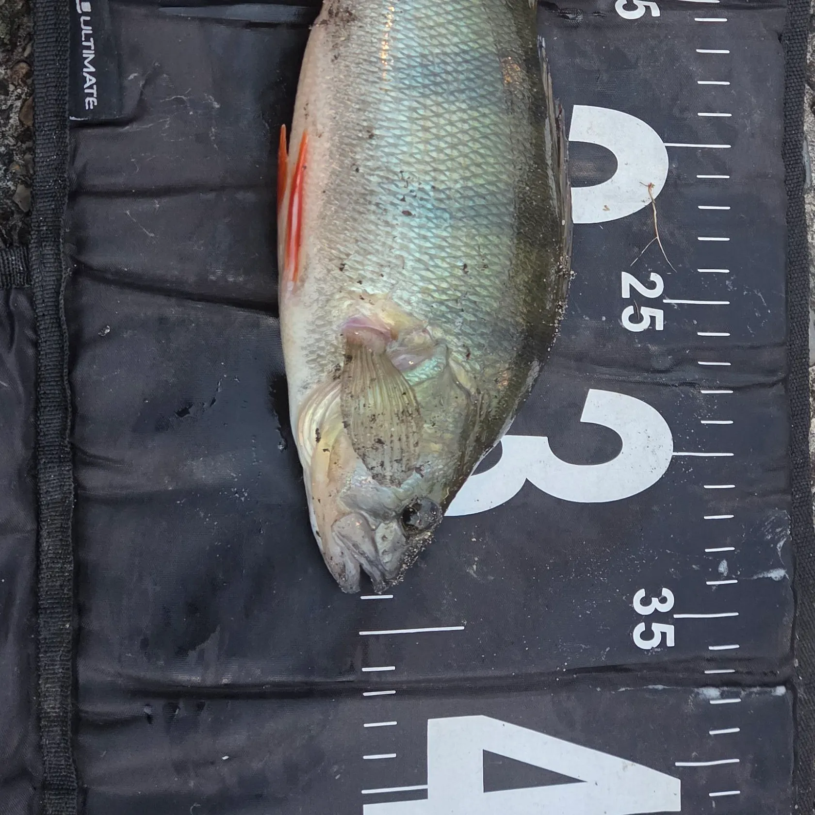 European perch caught on Fishbrain