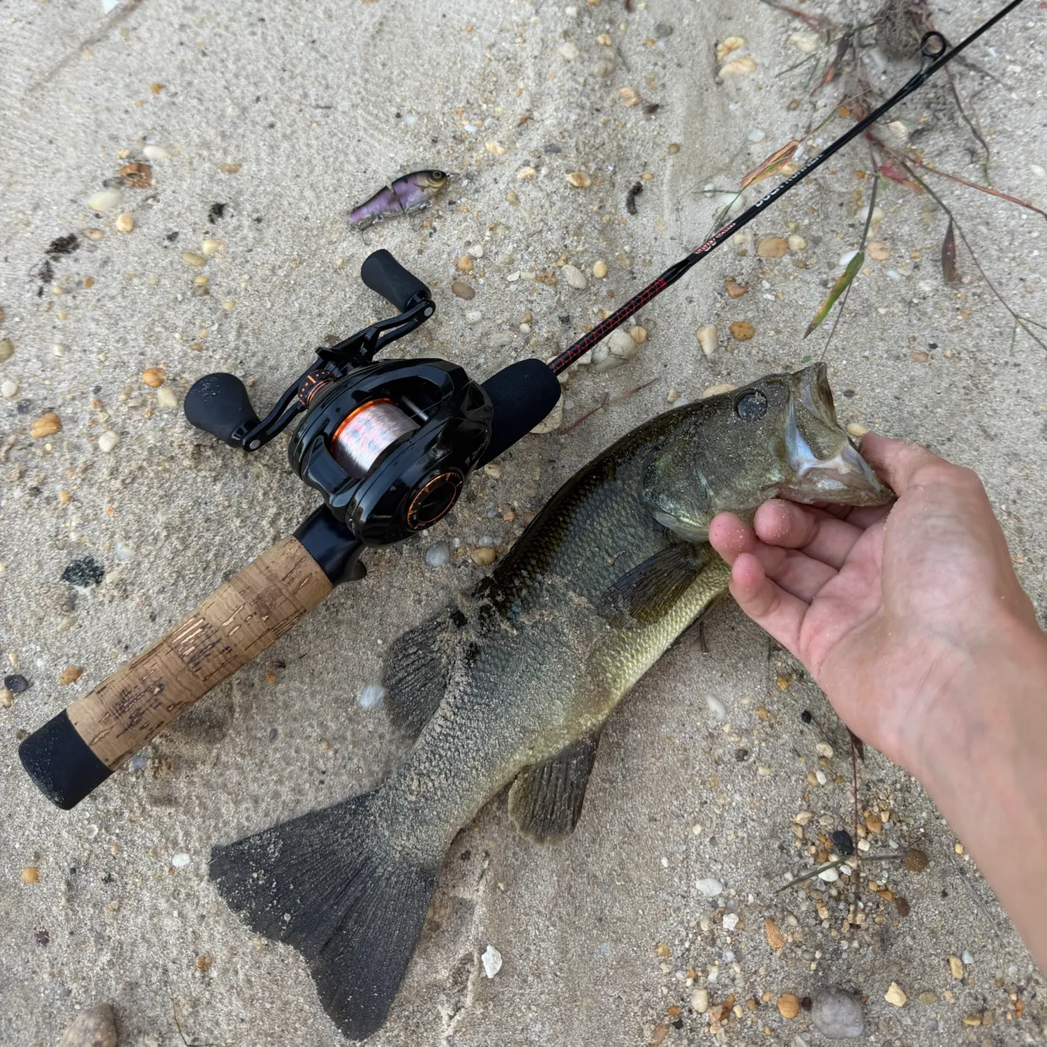 Largemouth bass caught on Fishbrain