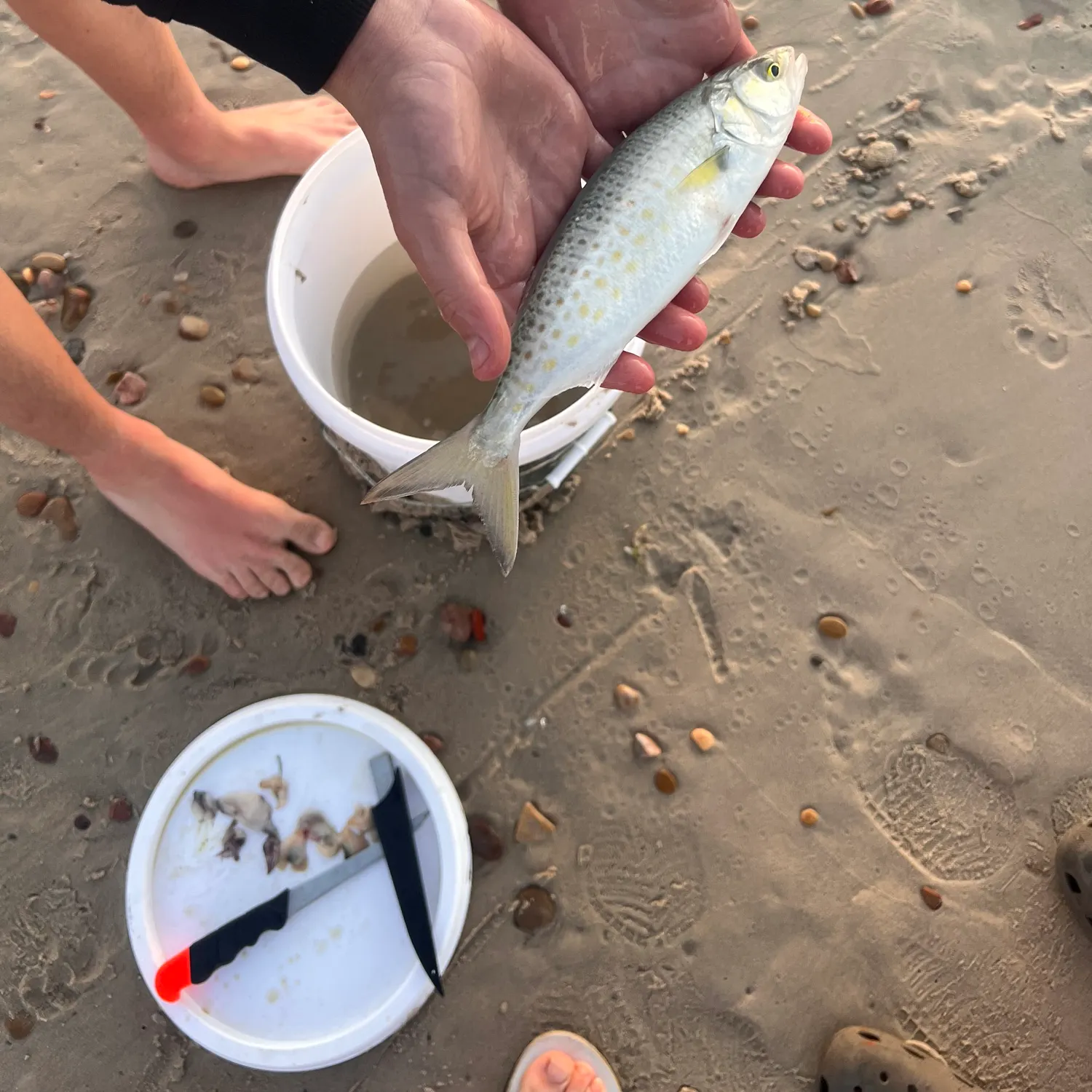 The most recent Australian ruff catches on Fishbrain