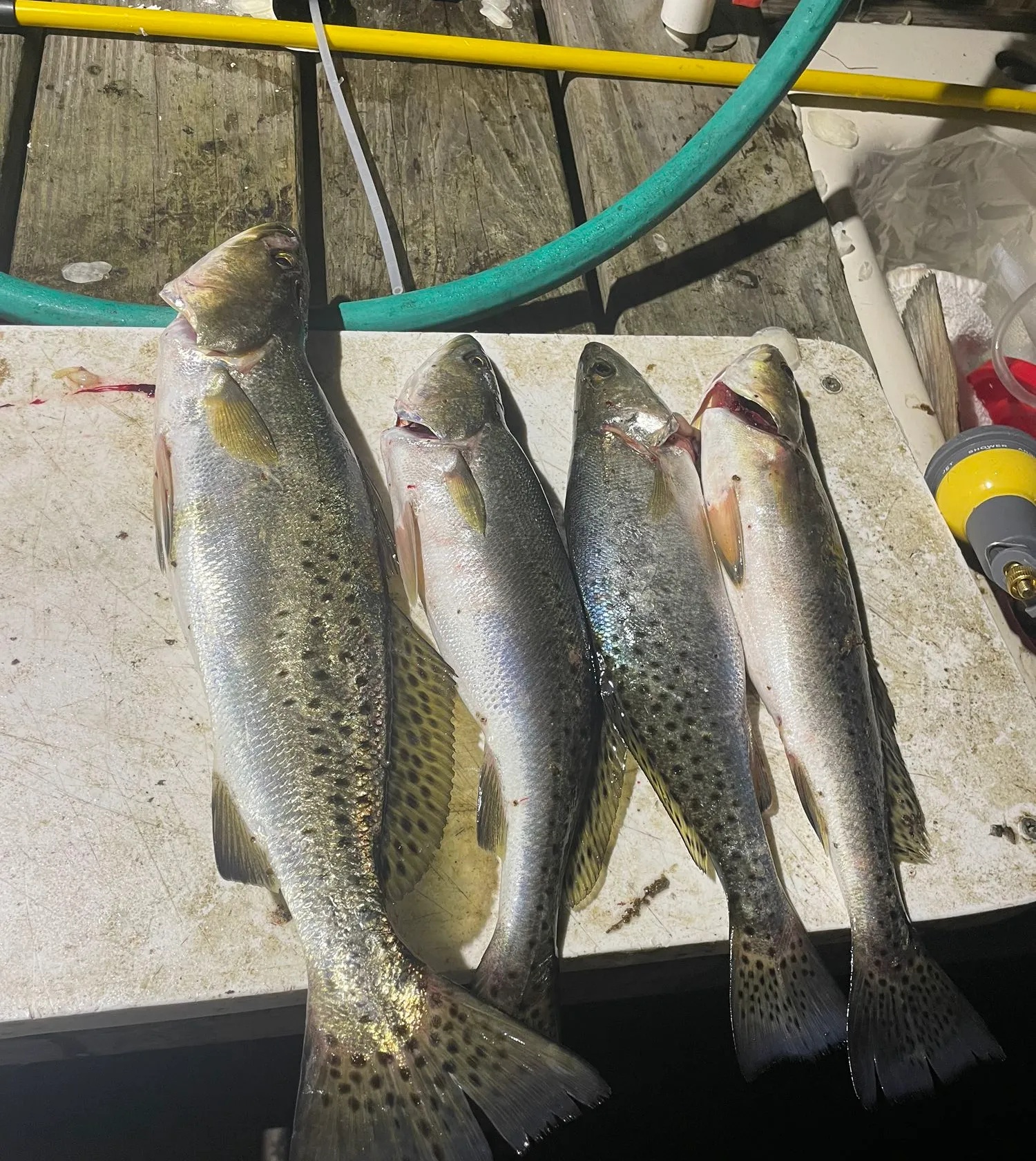 recently logged catches