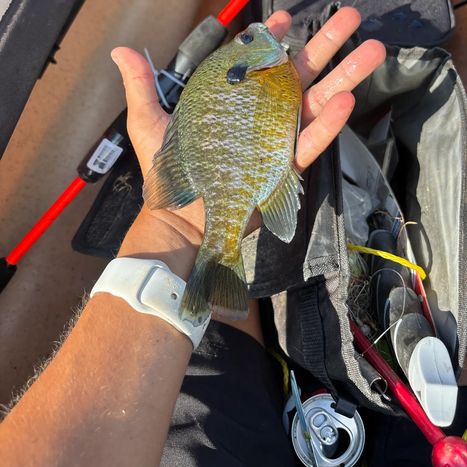 Bluegill caught on Fishbrain