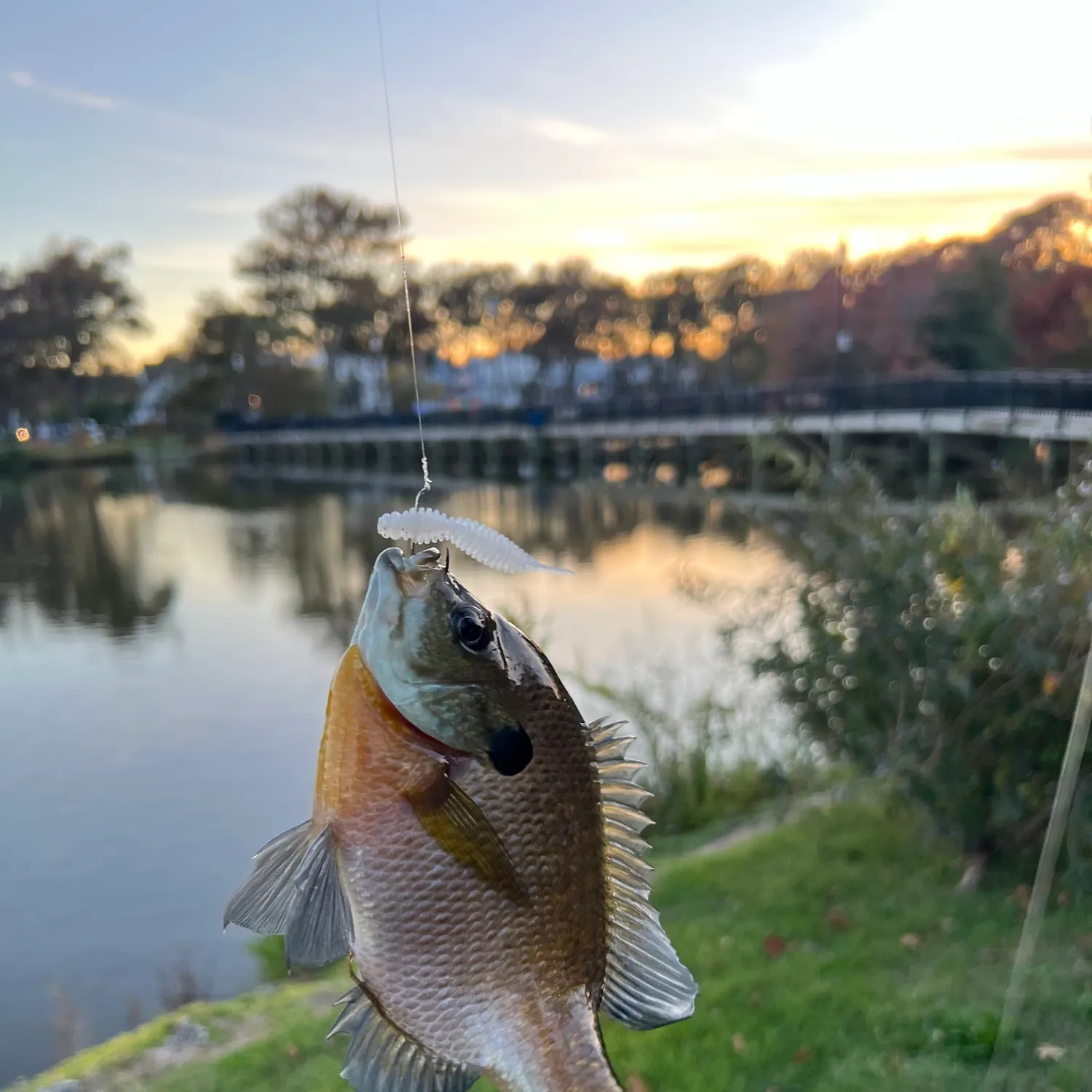 Bluegill caught on Fishbrain