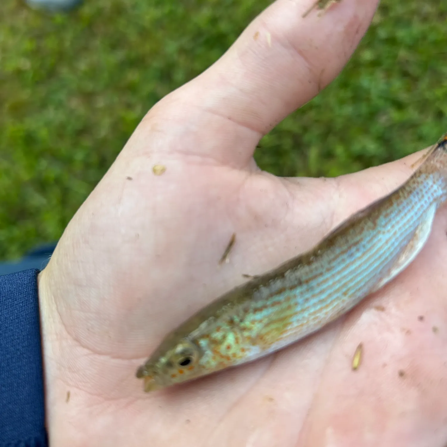 The most recent Rainbow darter catches on Fishbrain