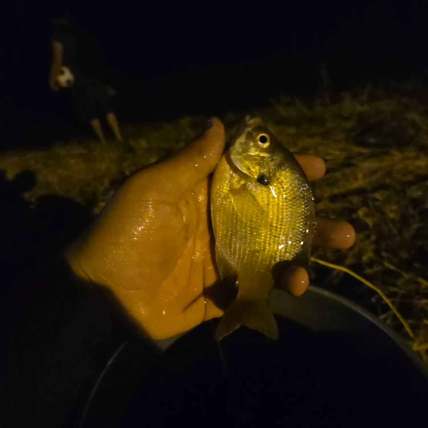 Flier caught on Fishbrain