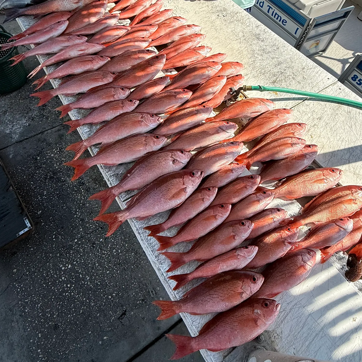 The most recent Vermilion snapper catches on Fishbrain