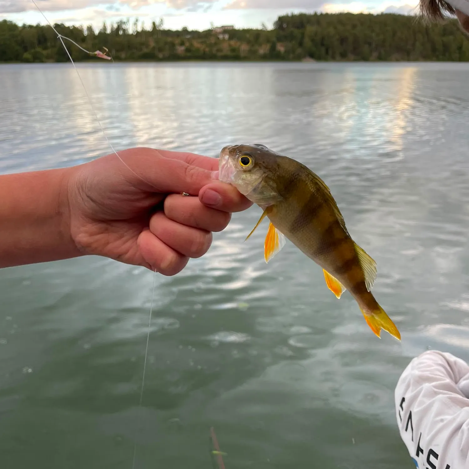 European perch caught on Fishbrain