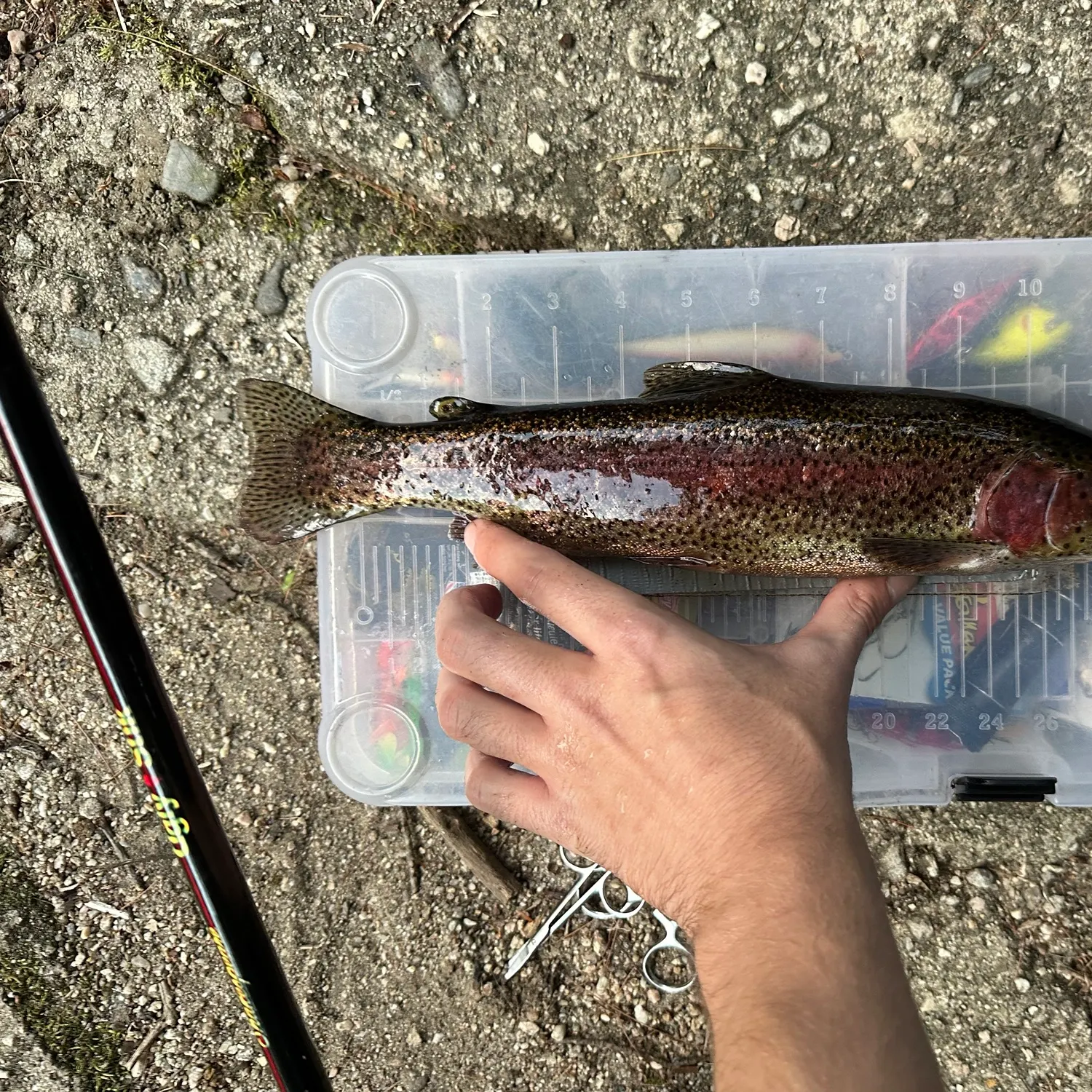Rainbow trout caught on Fishbrain
