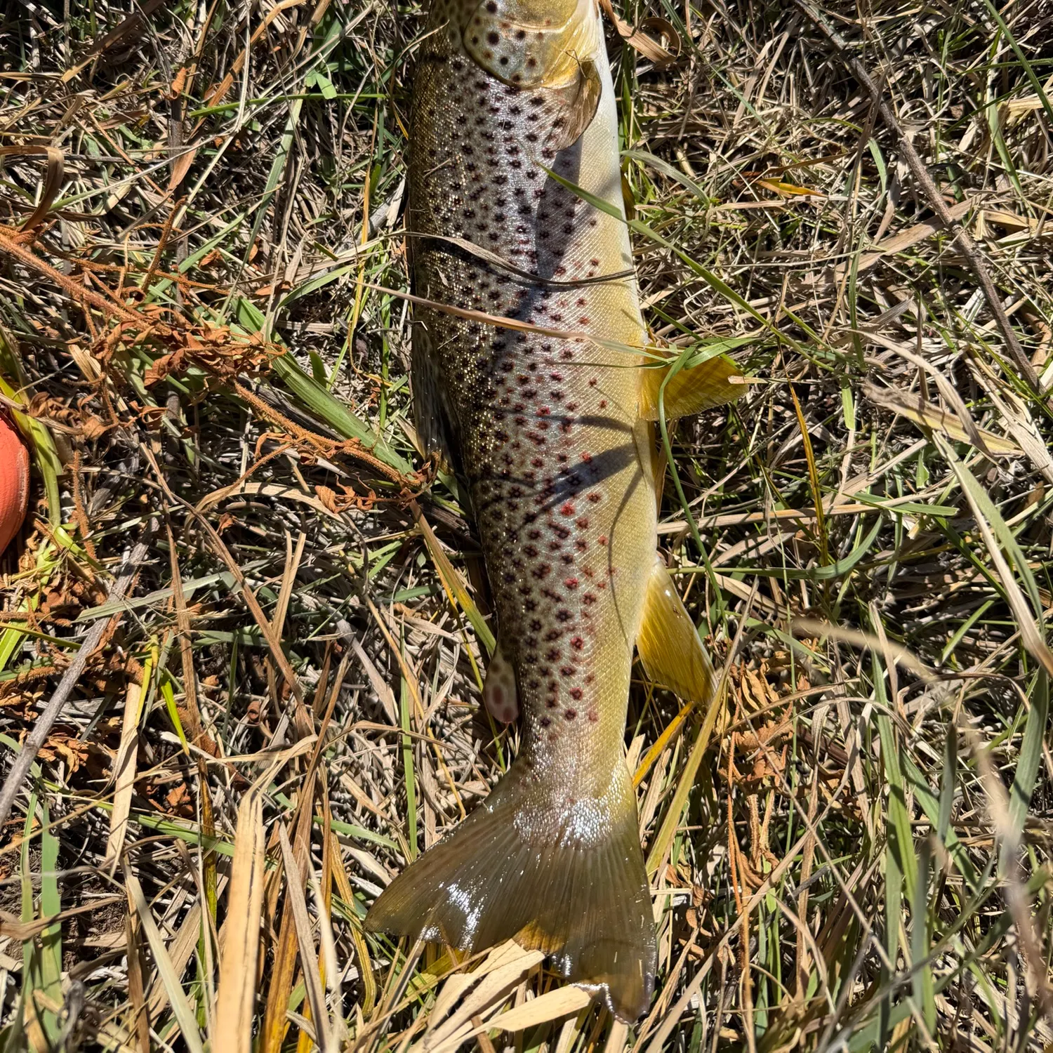 Lake trout caught on Fishbrain