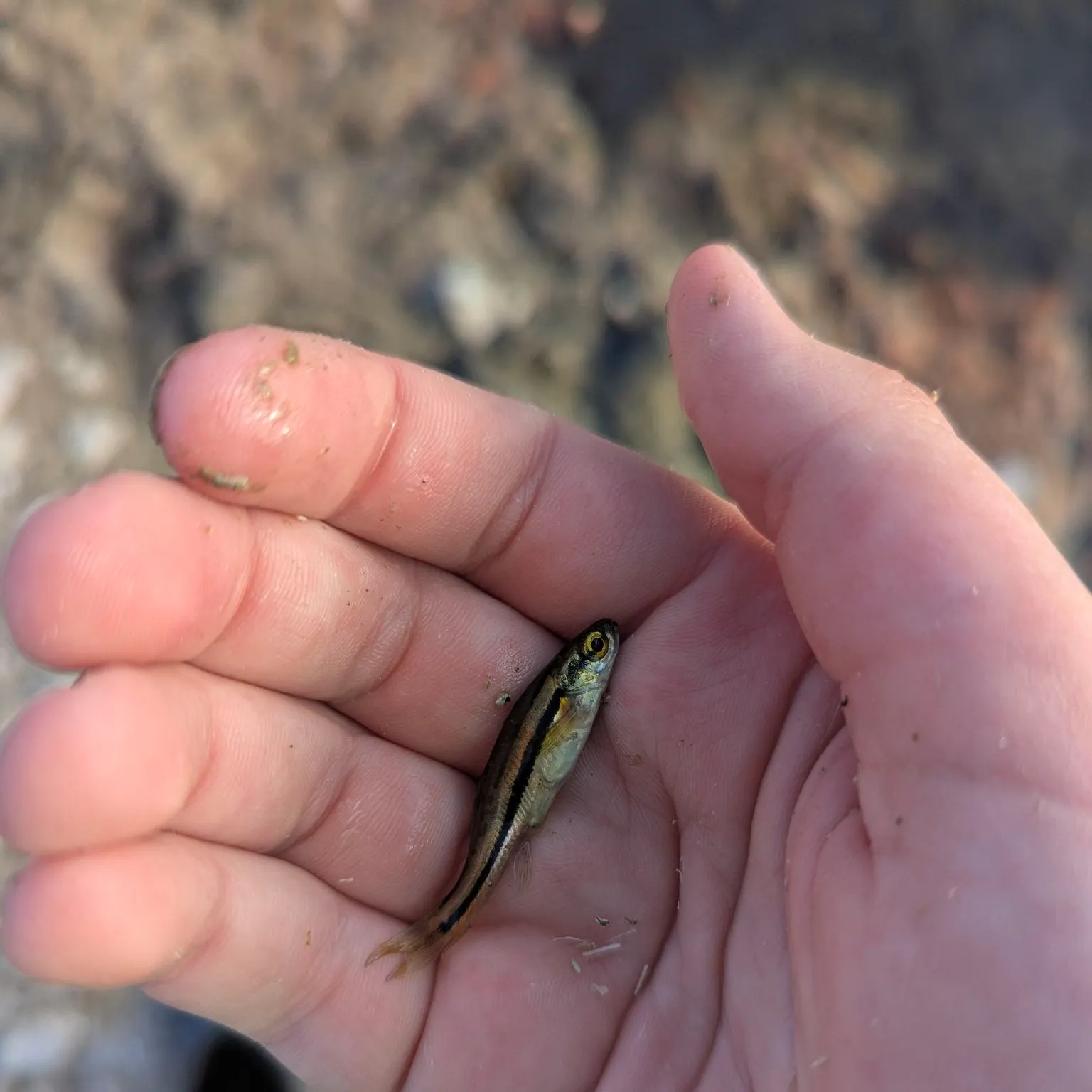 The most recent Lake chub catches on Fishbrain
