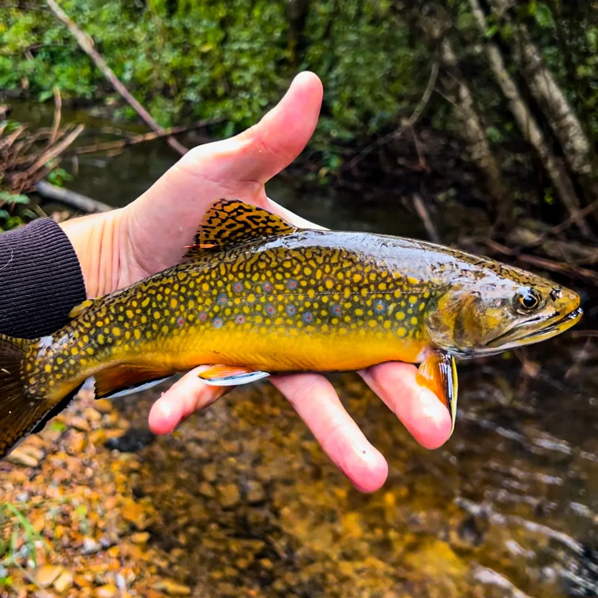 Brook trout caught on Fishbrain