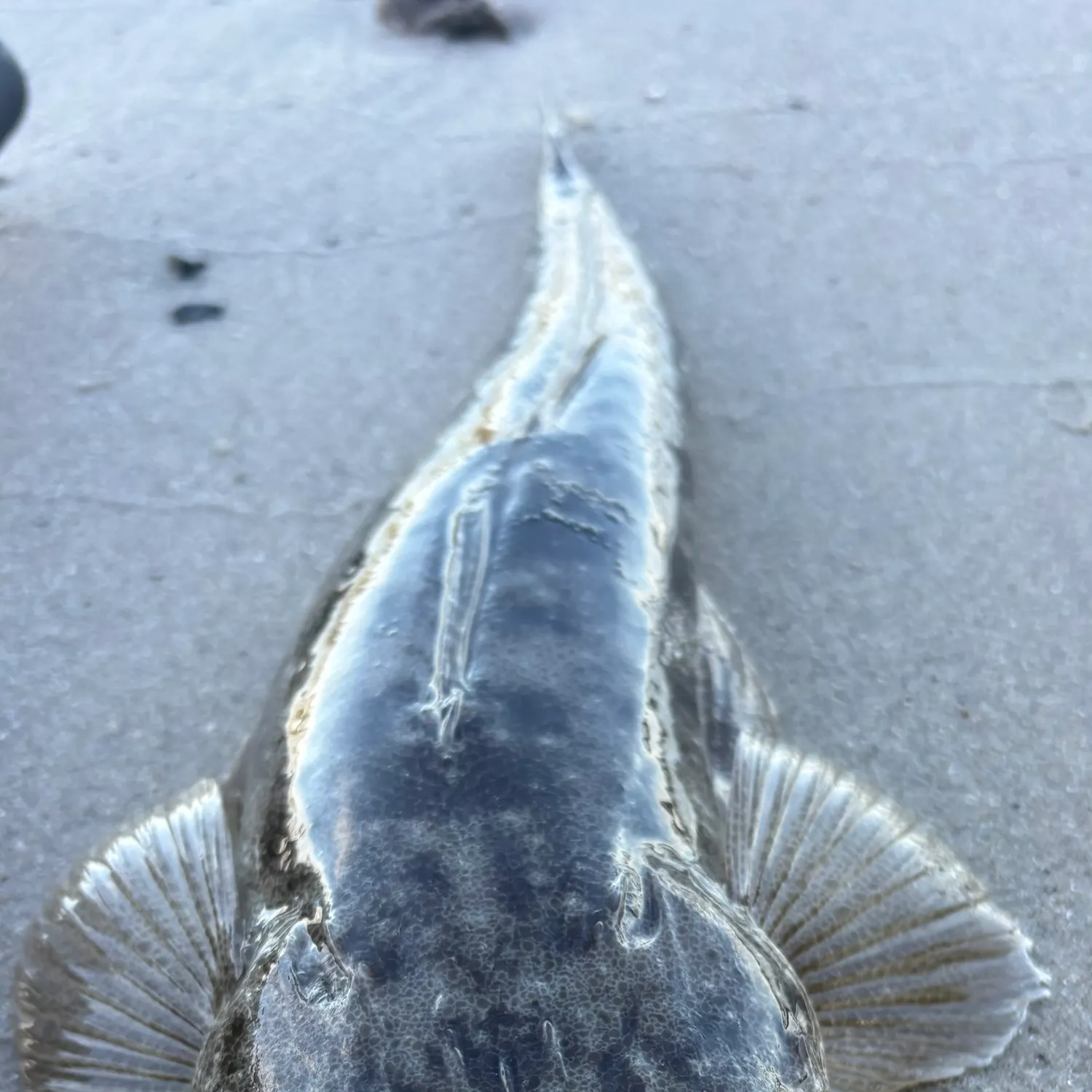 The most recent Dusky flathead catches on Fishbrain