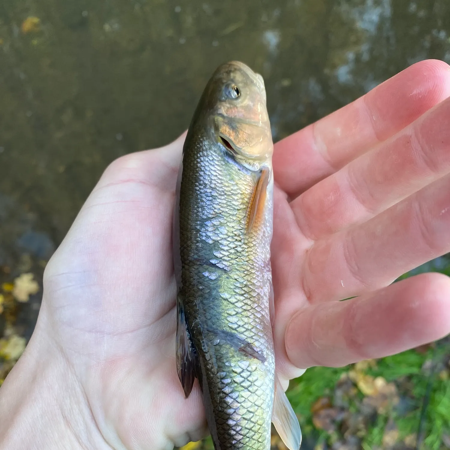 Creek chub caught on Fishbrain