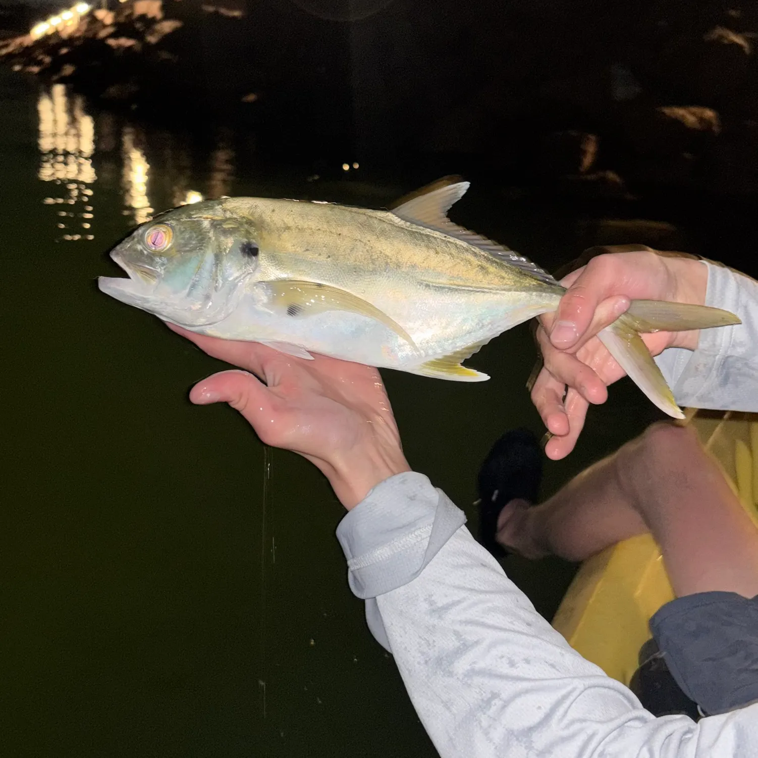 The most recent Bigeye trevally catches on Fishbrain
