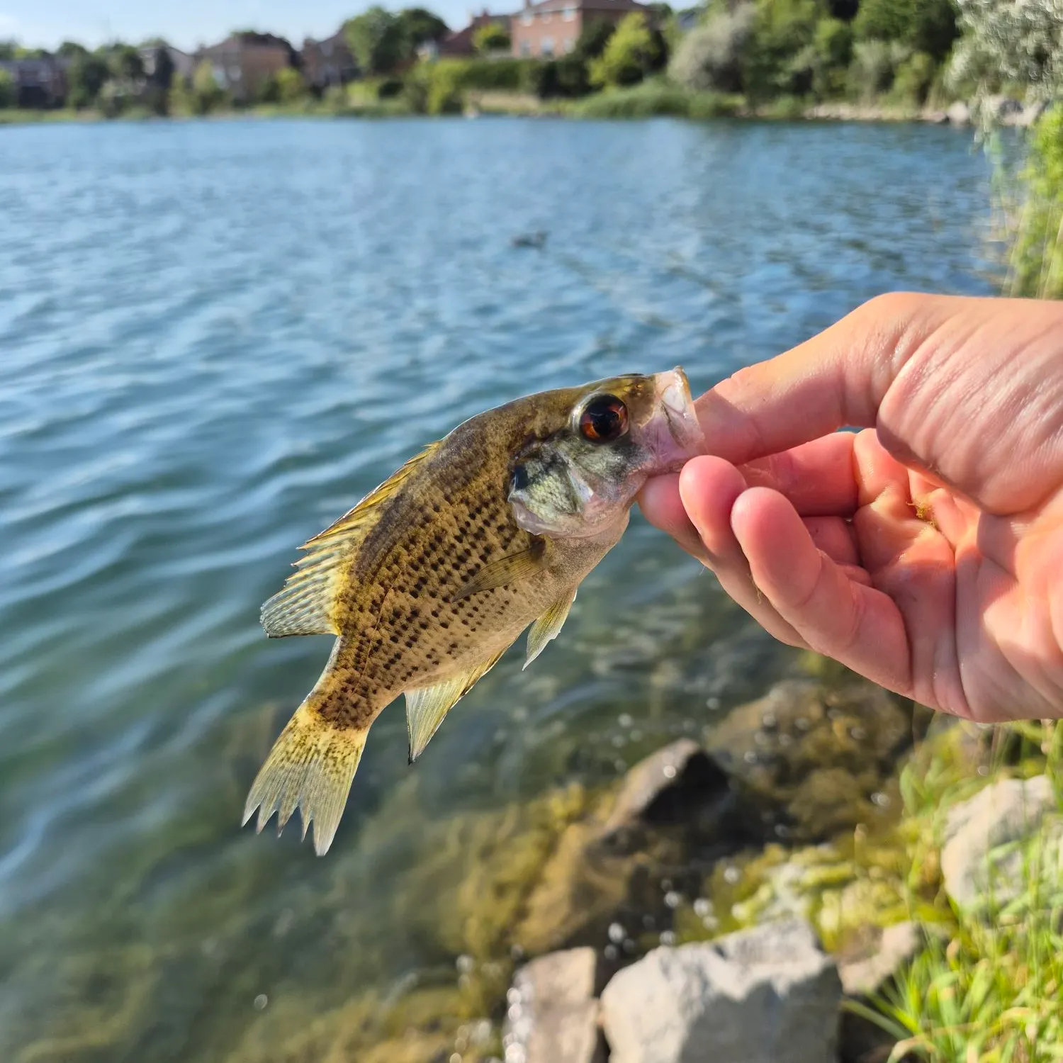 catch