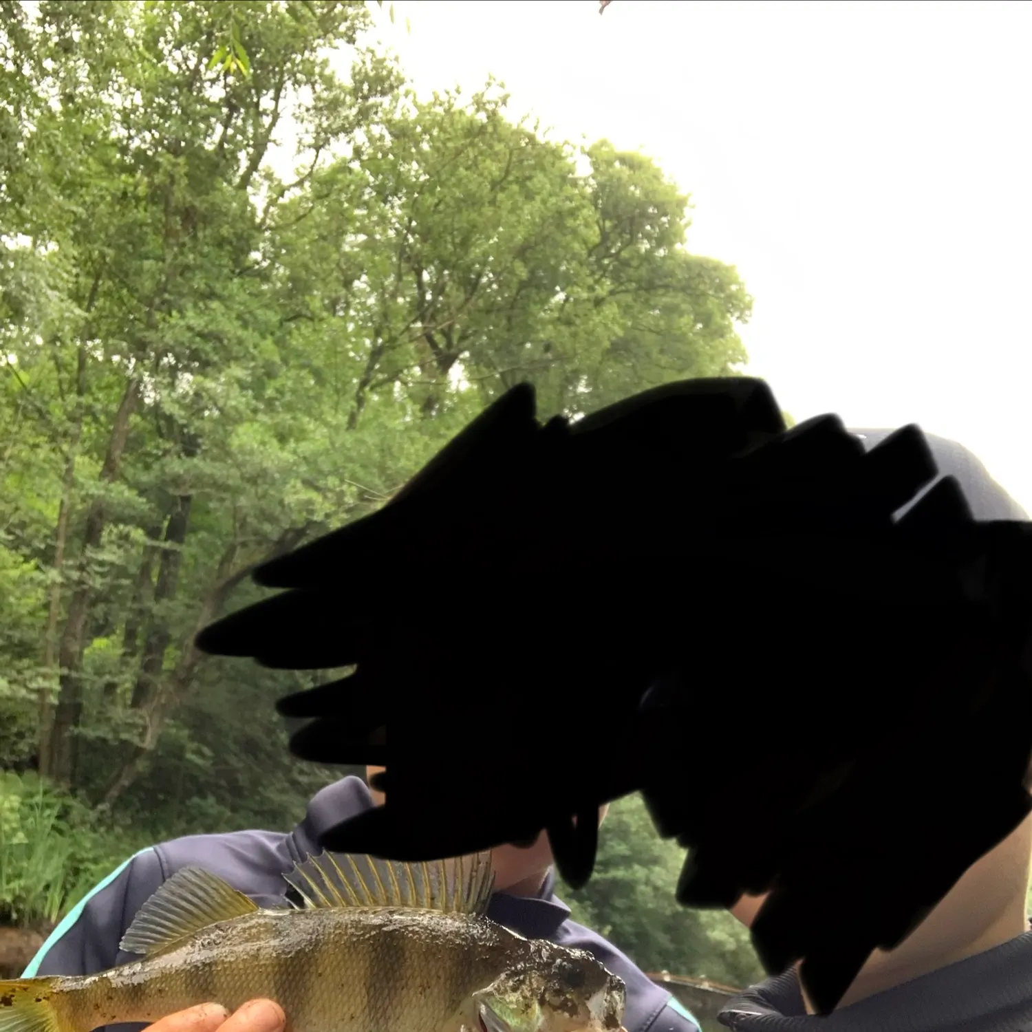 European perch caught on Fishbrain