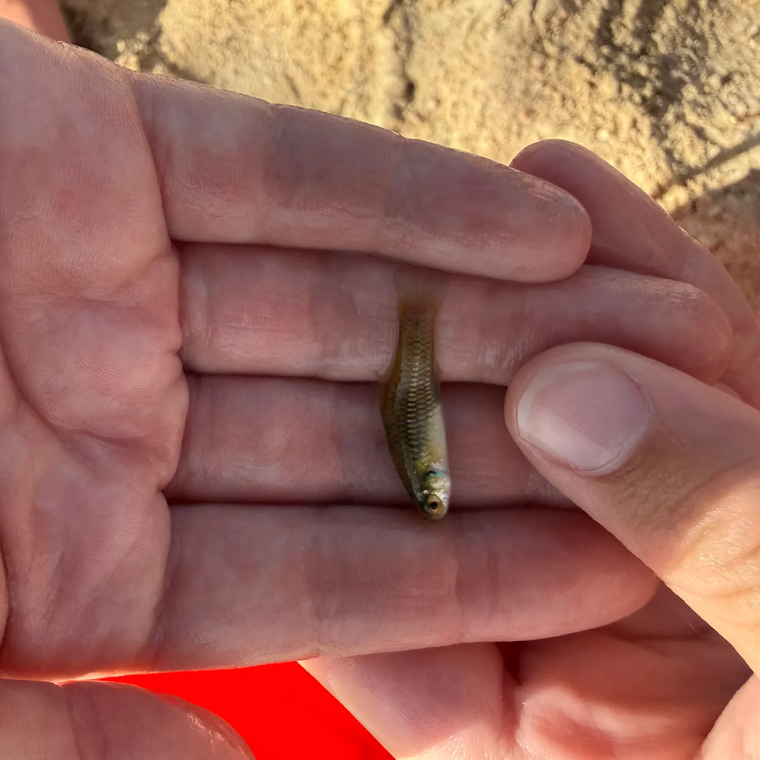 The most recent Striped killifish catches on Fishbrain