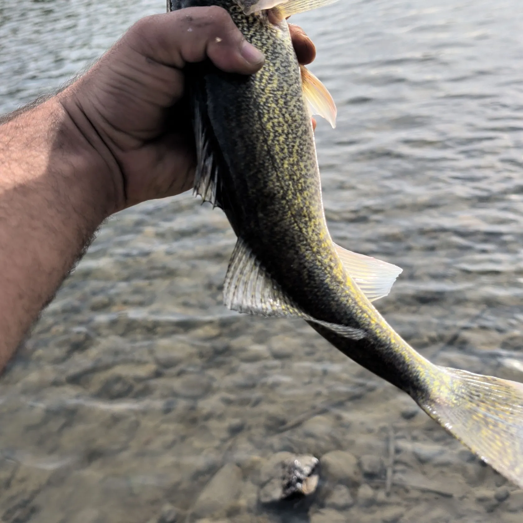 Walleye caught on Fishbrain