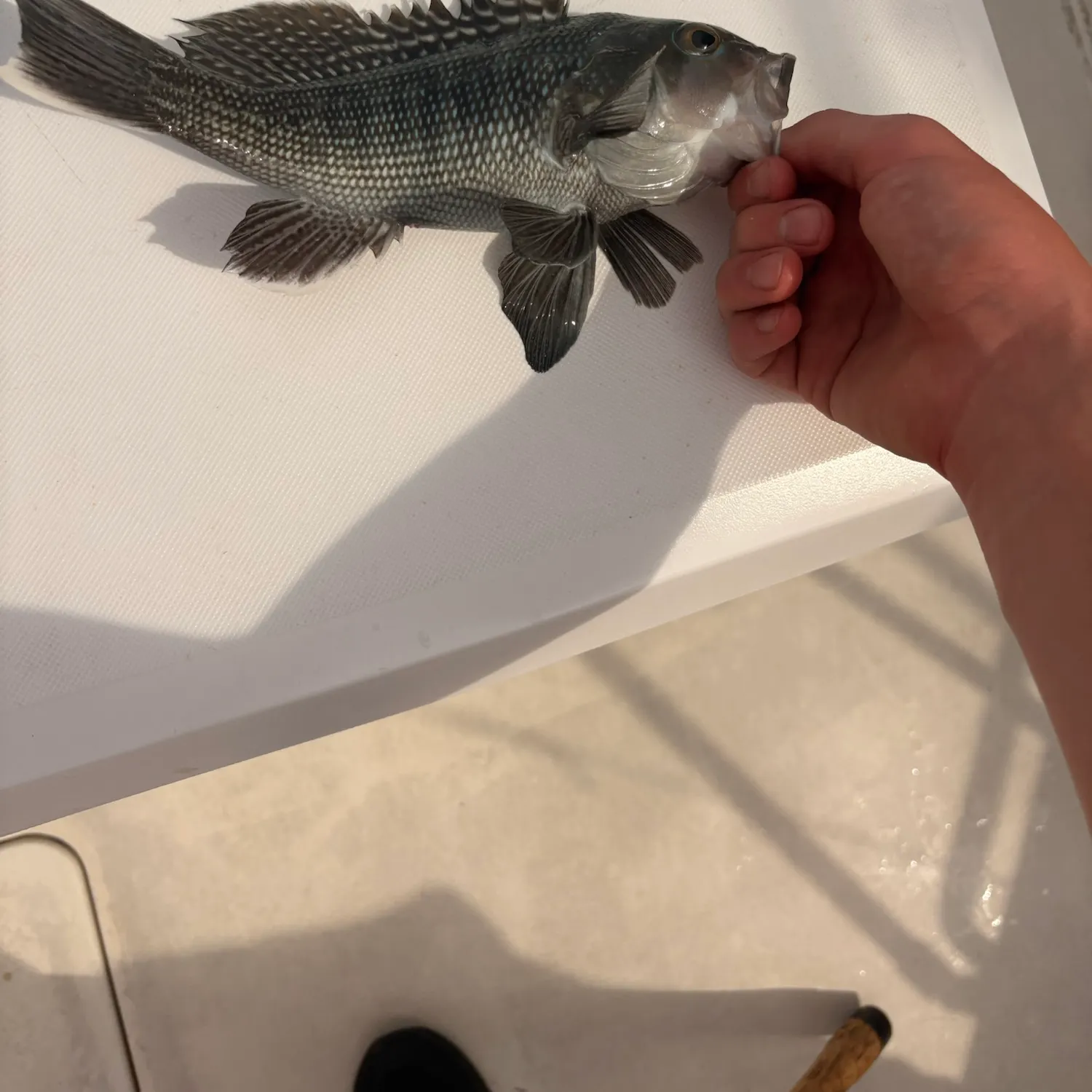 Black sea bass caught on Fishbrain