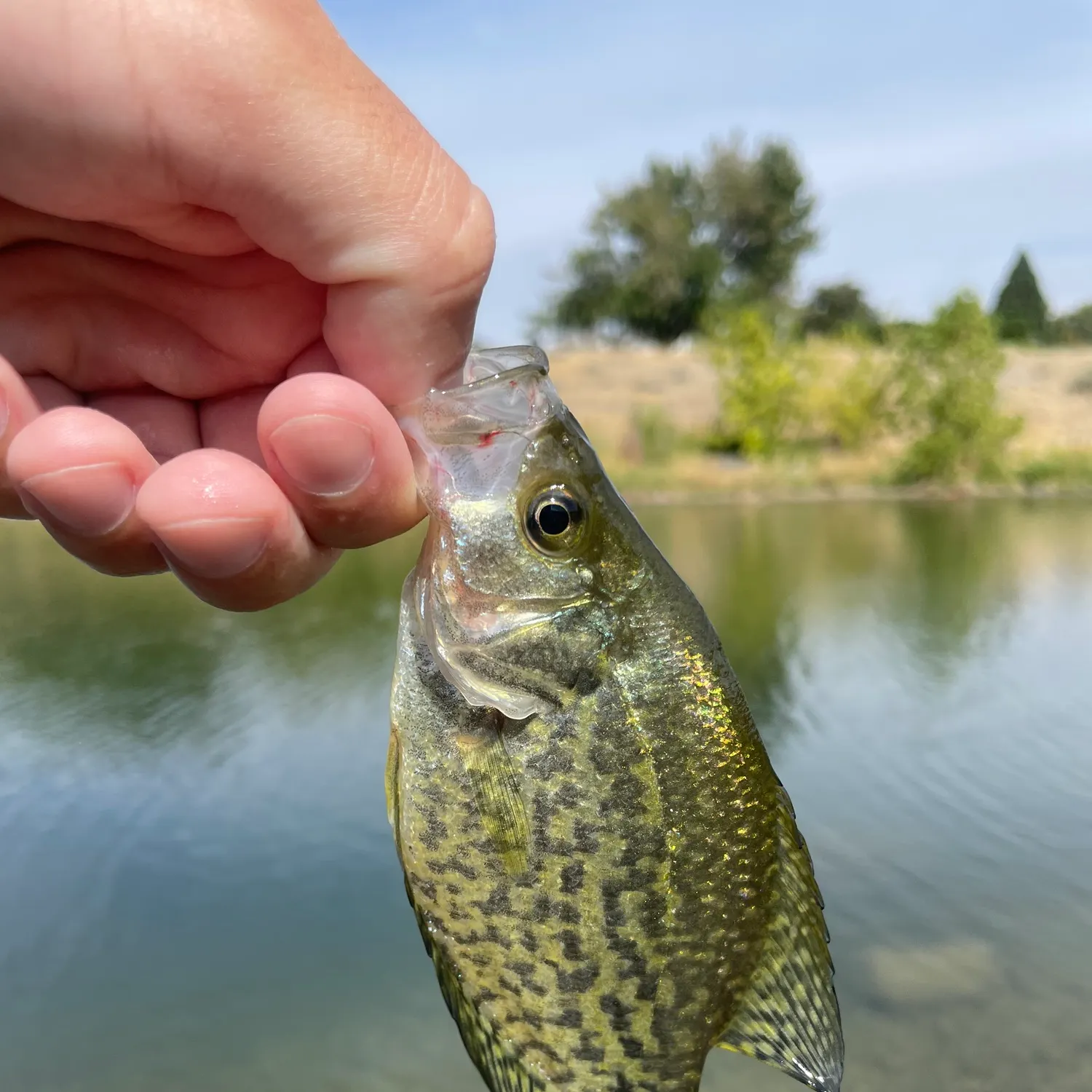 Black crappie caught on Fishbrain