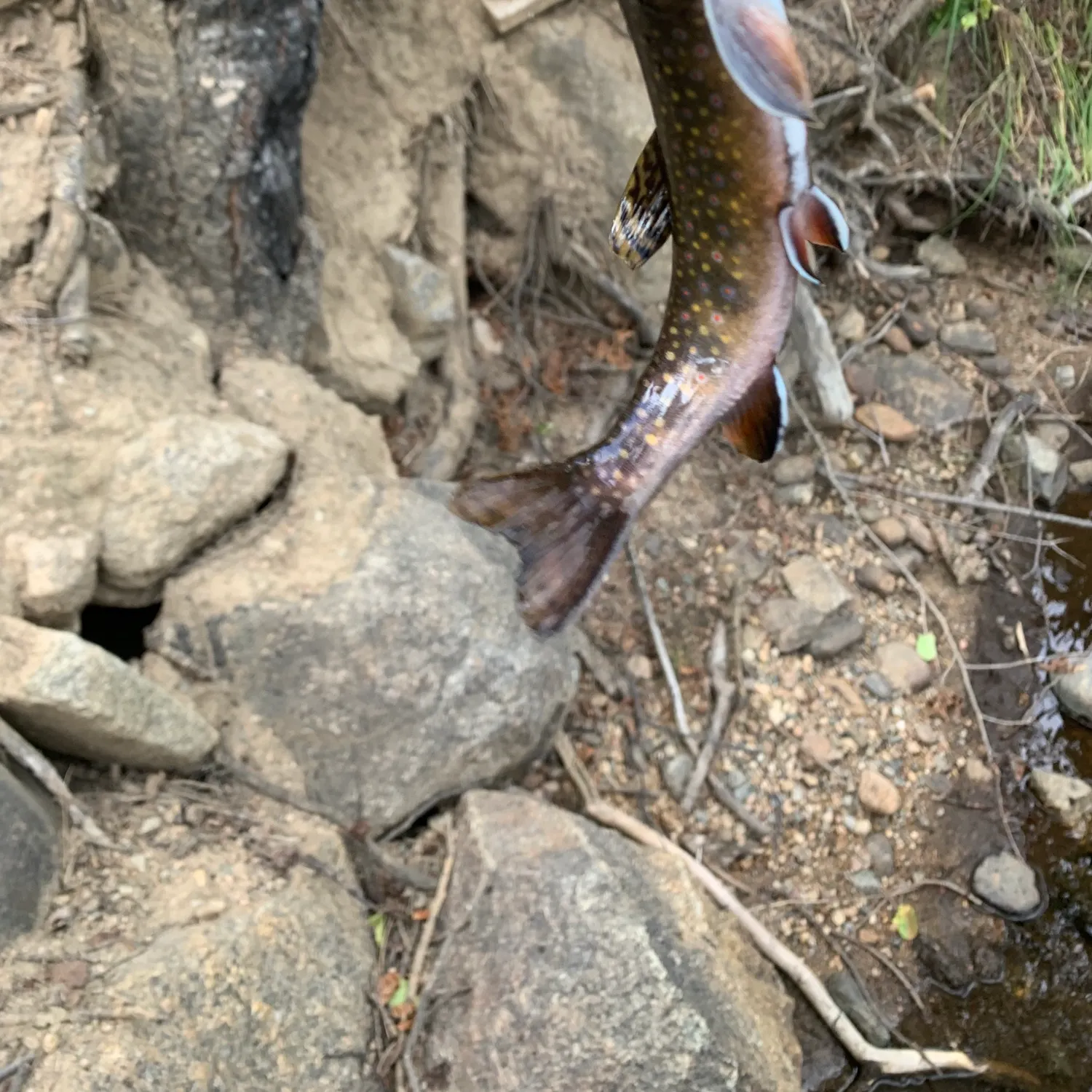 Brook trout caught on Fishbrain