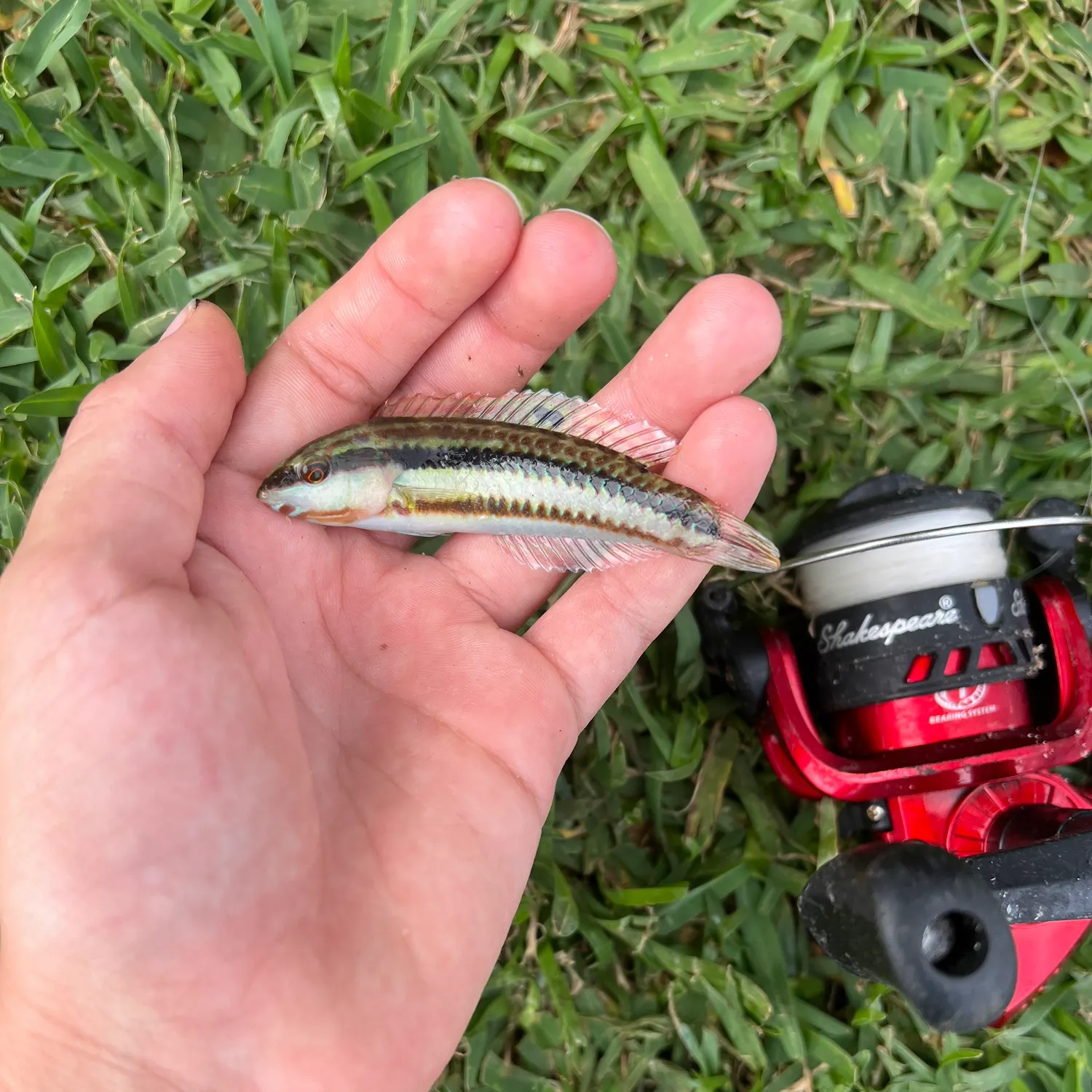 The most recent Slippery dick wrasse catches on Fishbrain