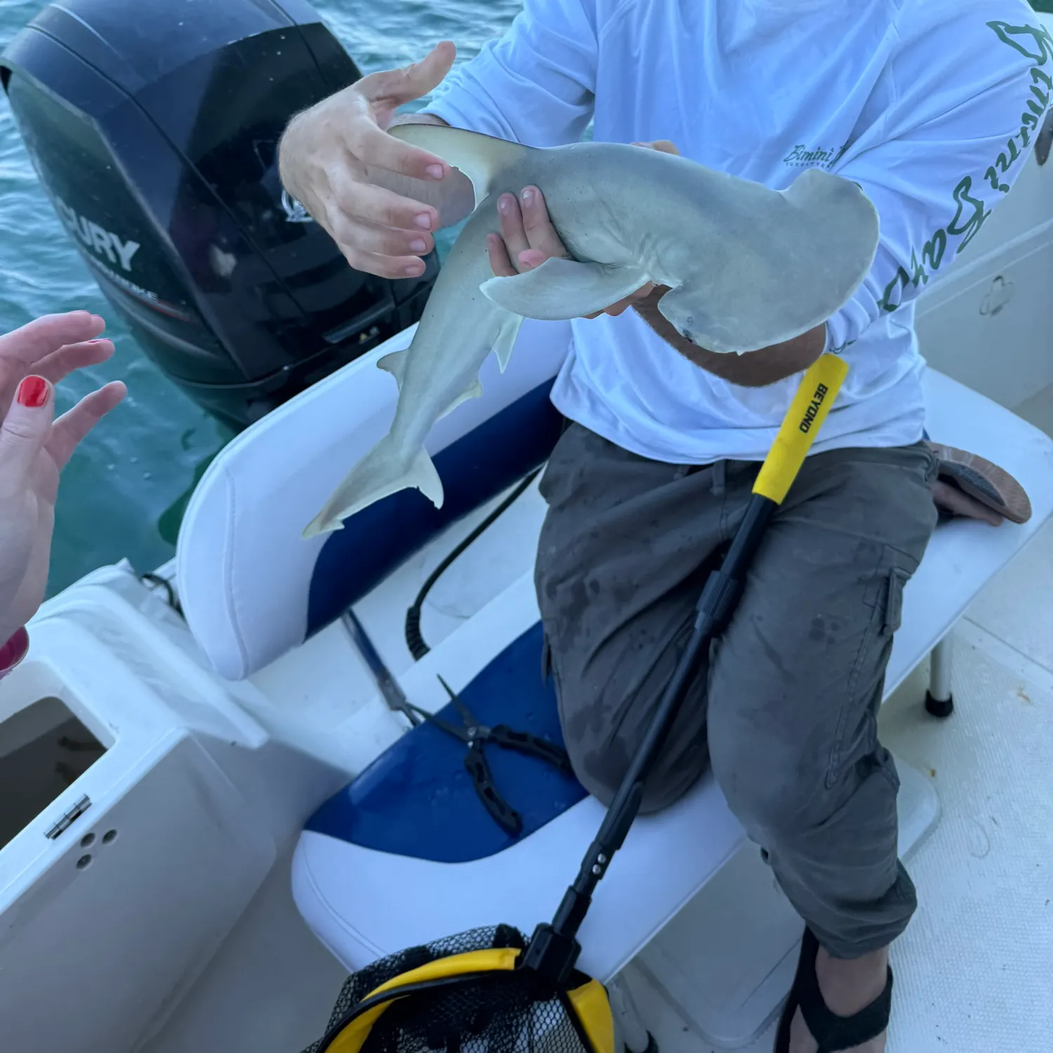 The most recent Bonnethead shark catches on Fishbrain