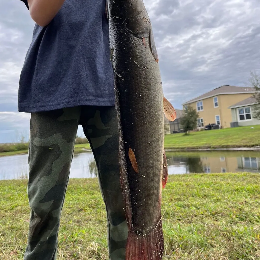 The most recent Eyetail bowfin catches on Fishbrain