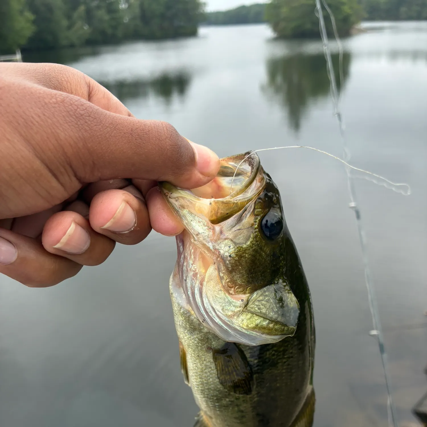 Largemouth bass caught on Fishbrain