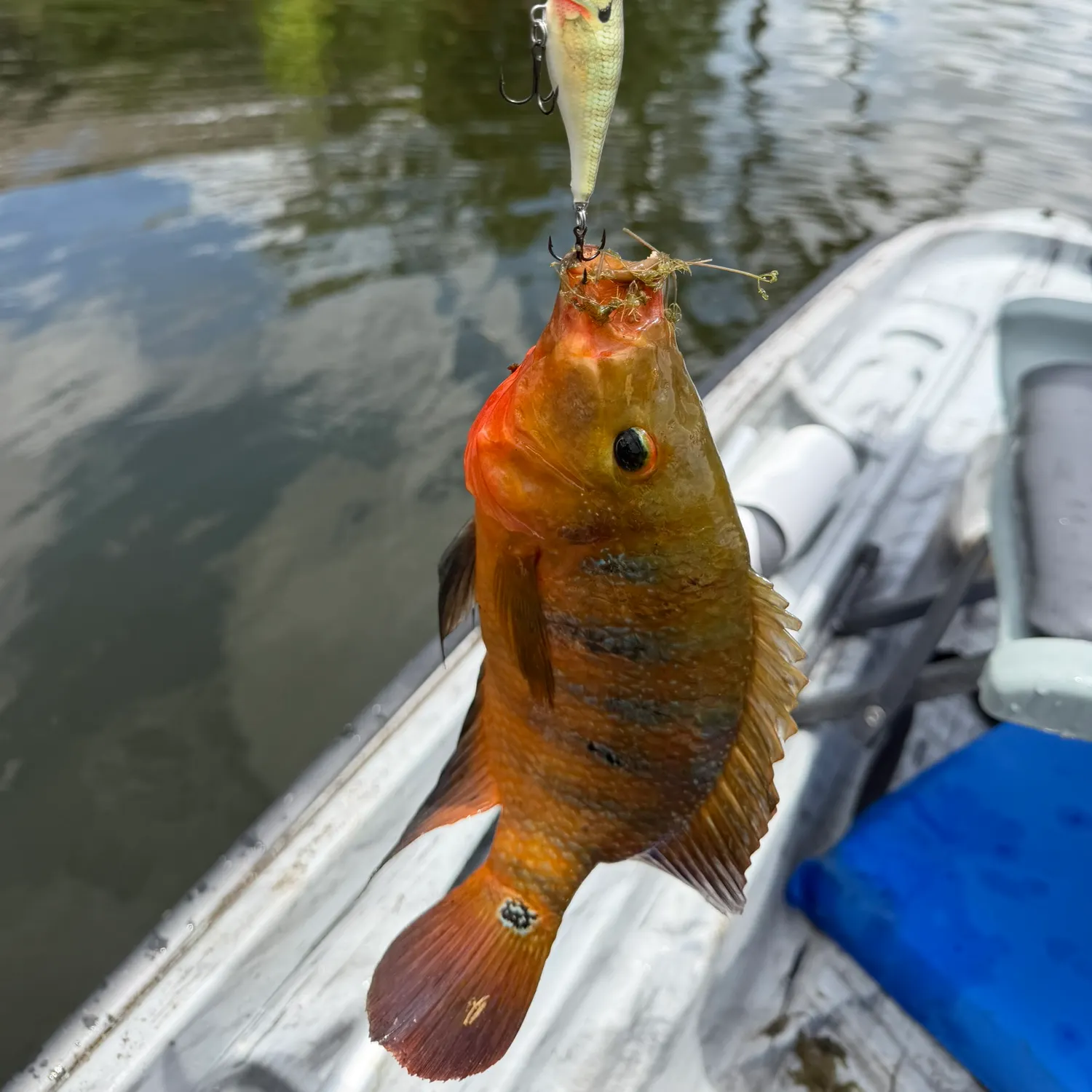 Mayan cichlid caught on Fishbrain