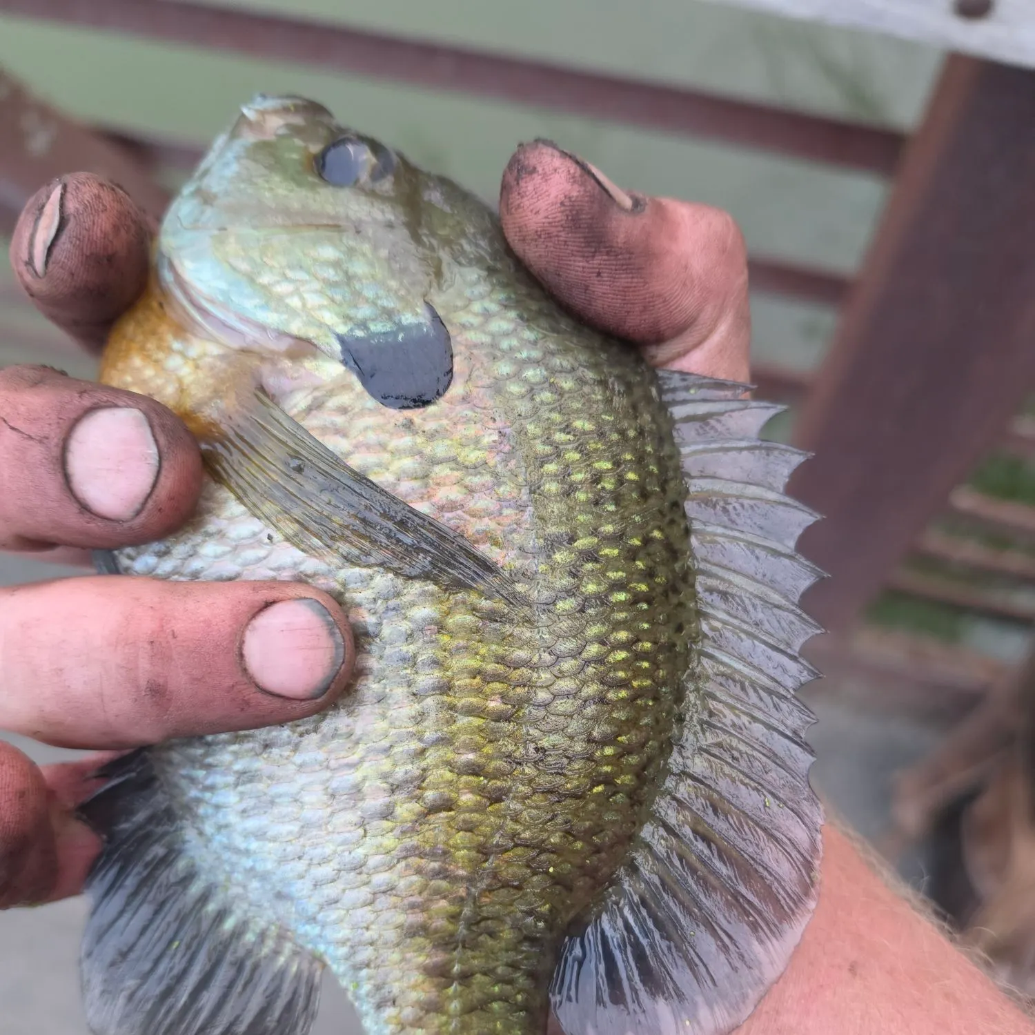 Bluegill caught on Fishbrain