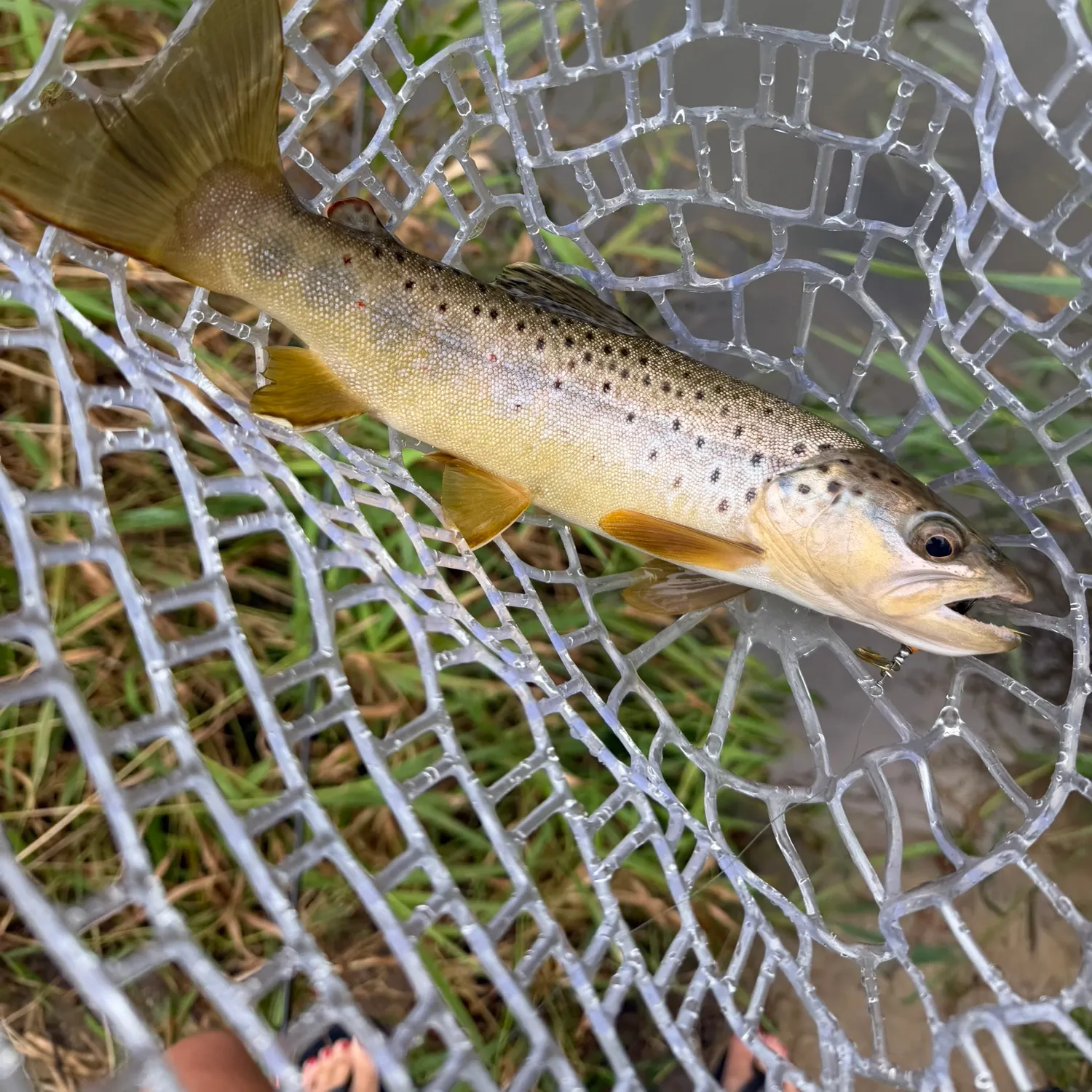 Brown trout caught on Fishbrain