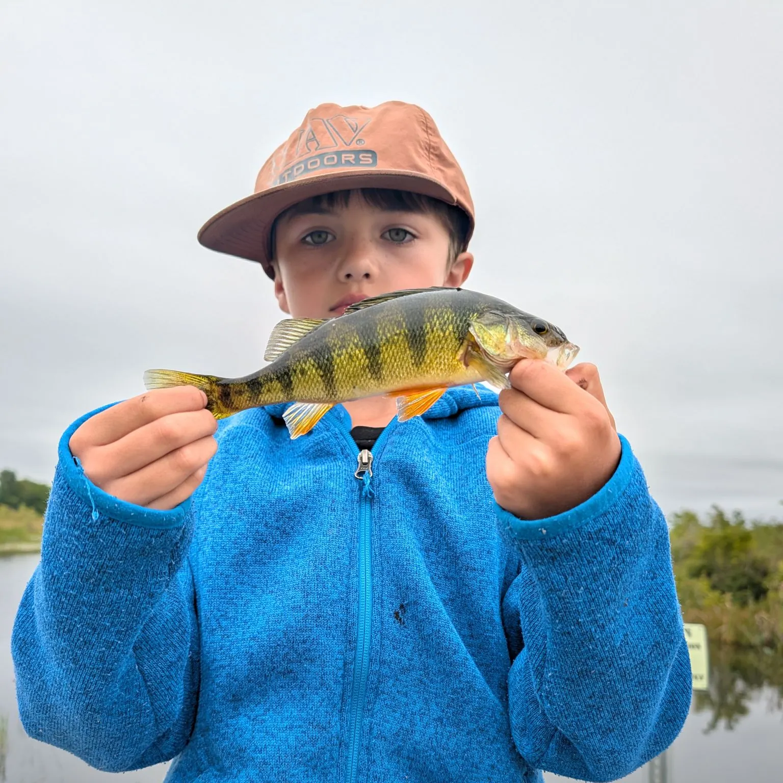 Yellow perch caught on Fishbrain