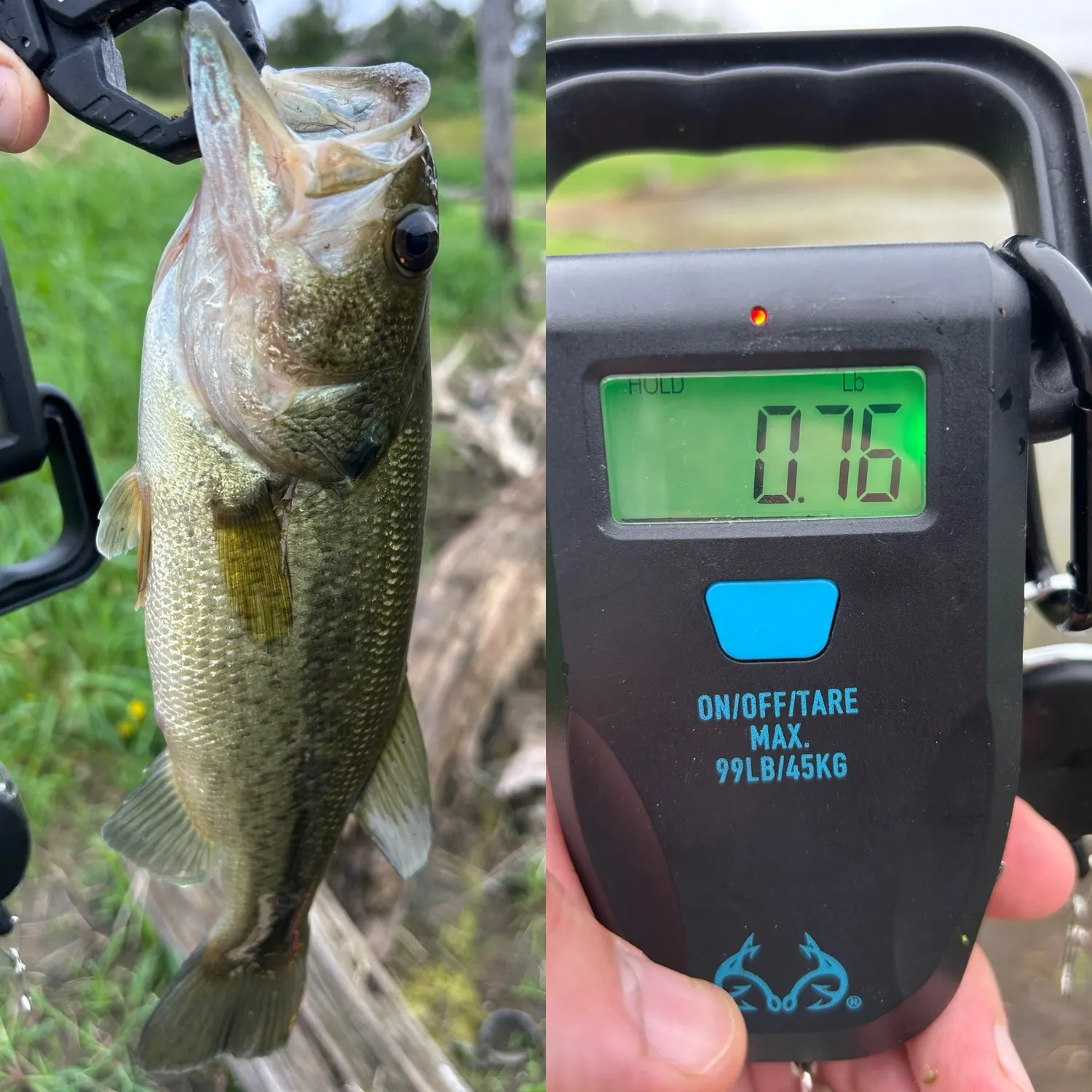 Largemouth bass caught on Fishbrain