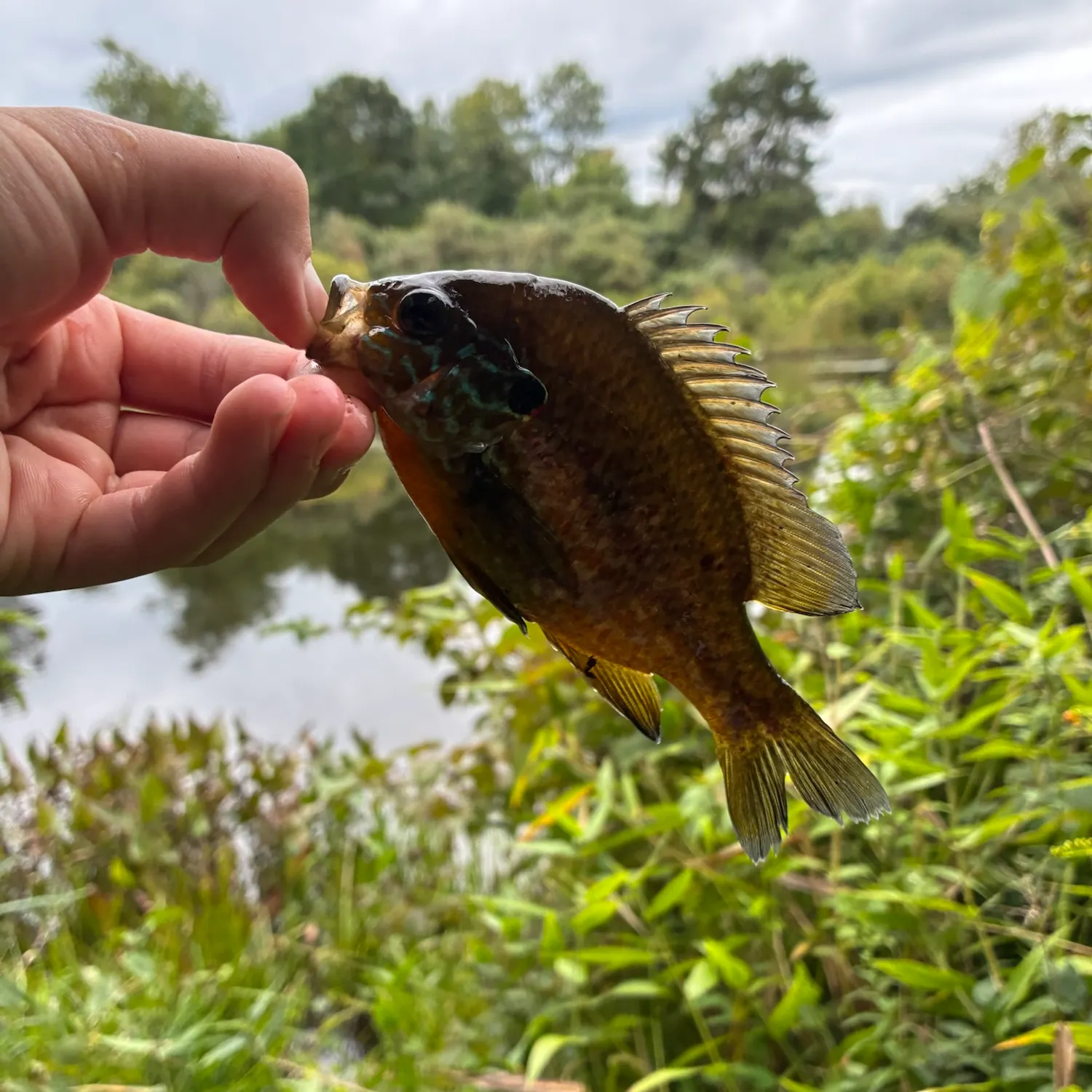 Pumpkinseed caught on Fishbrain