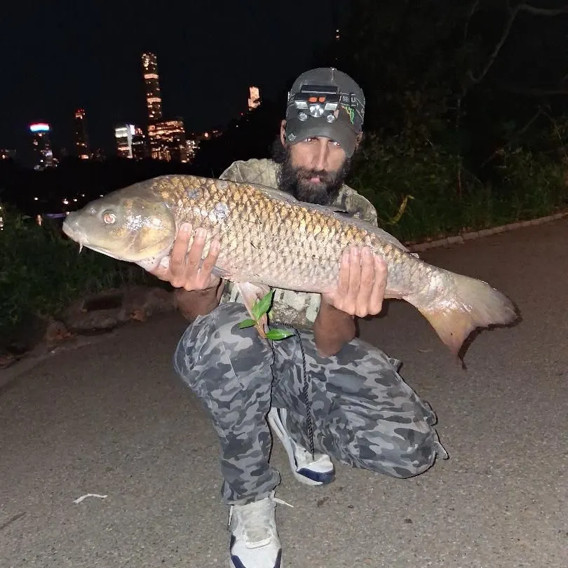 Common carp caught on Fishbrain