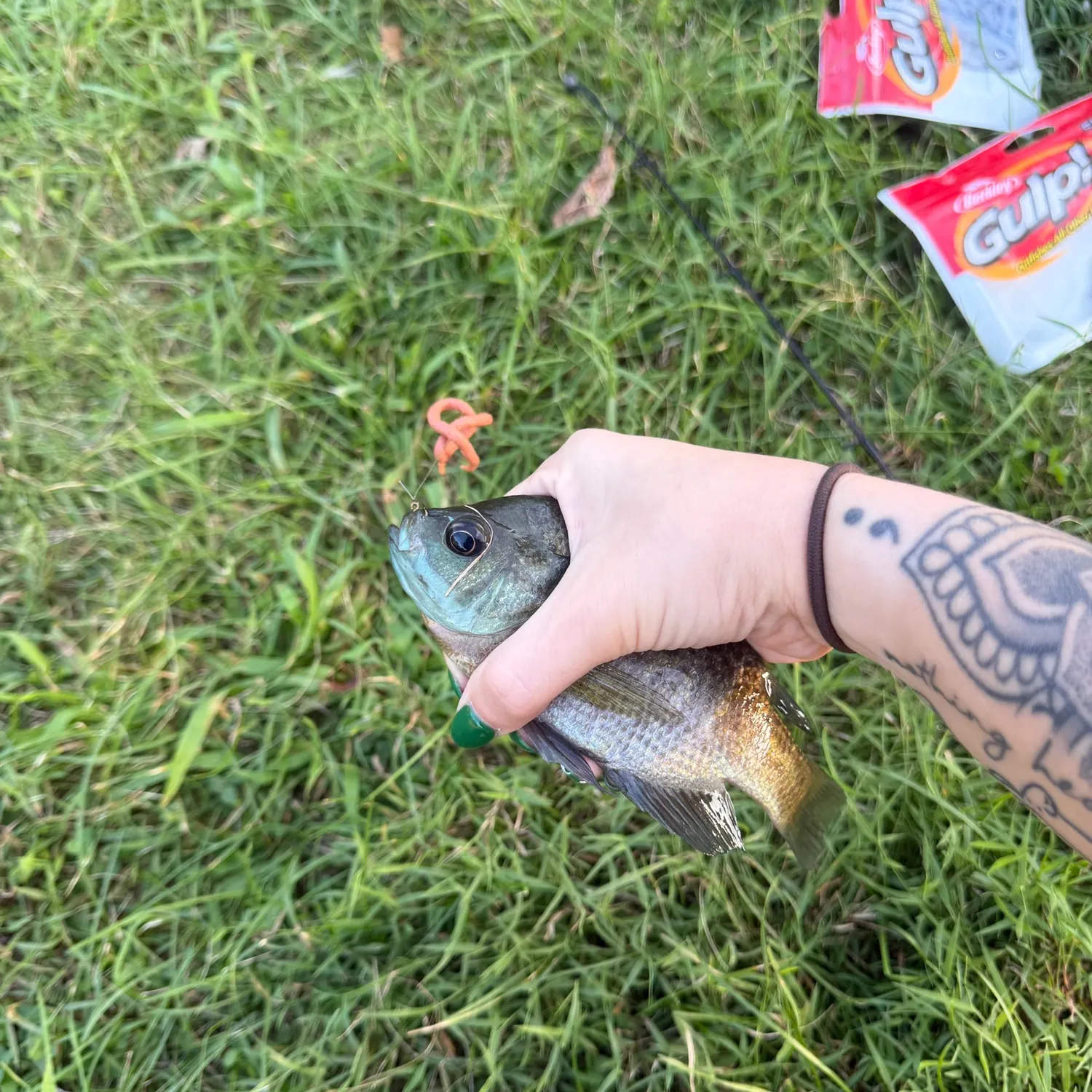 Bluegill caught on Fishbrain
