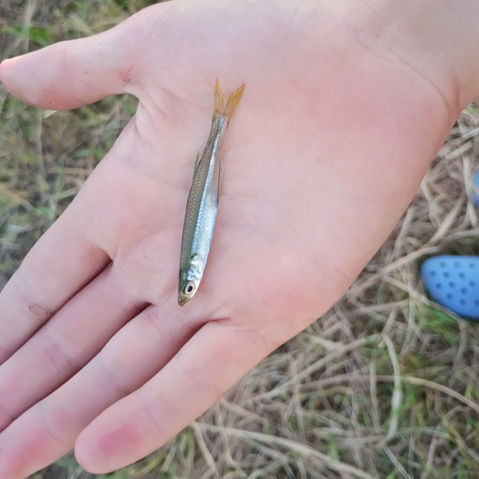 The most recent Redfin shiner catches on Fishbrain