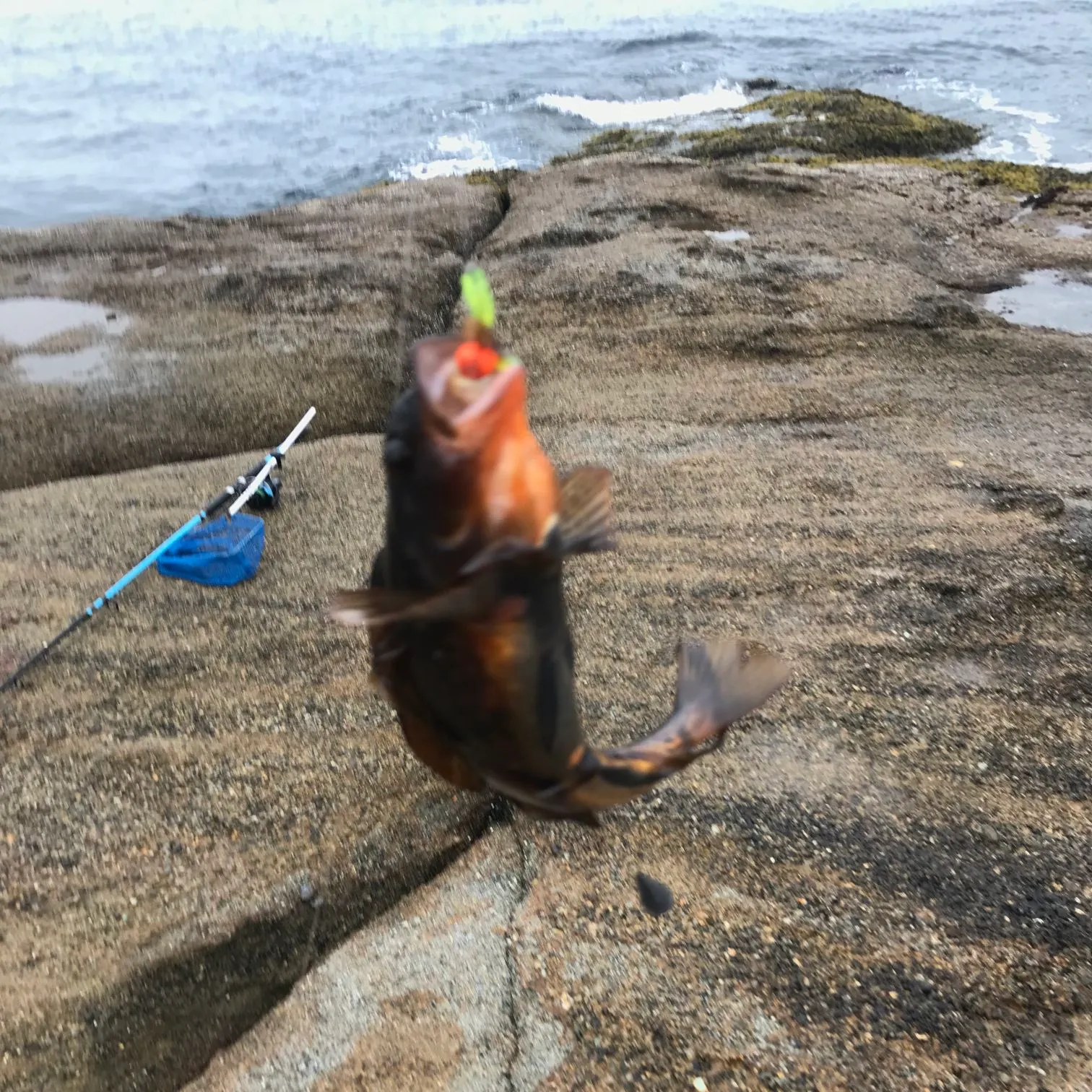 The most recent Rock greenling catches on Fishbrain