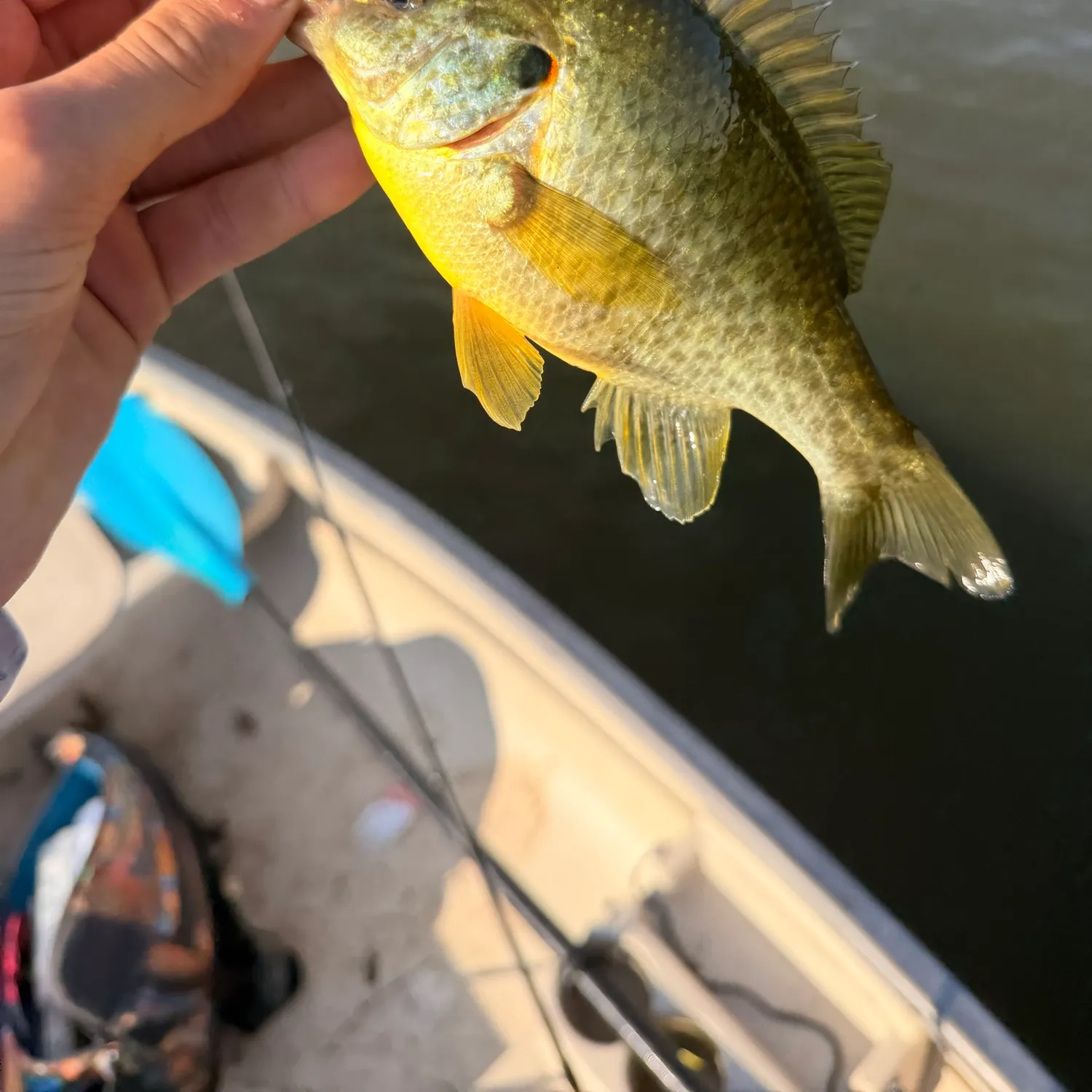 Redear sunfish caught on Fishbrain
